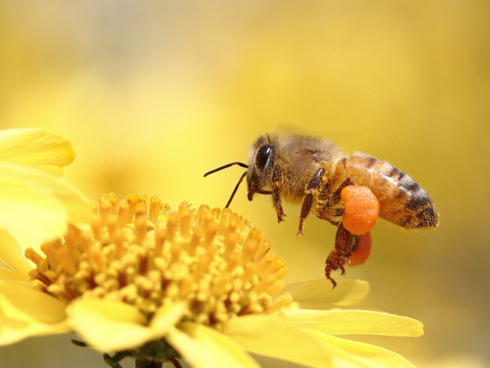 Обои макро, насекомое, цветок, пчела, игруха, м, macro, insect, flower, bee, ., m разрешение 1920x1200 Загрузить