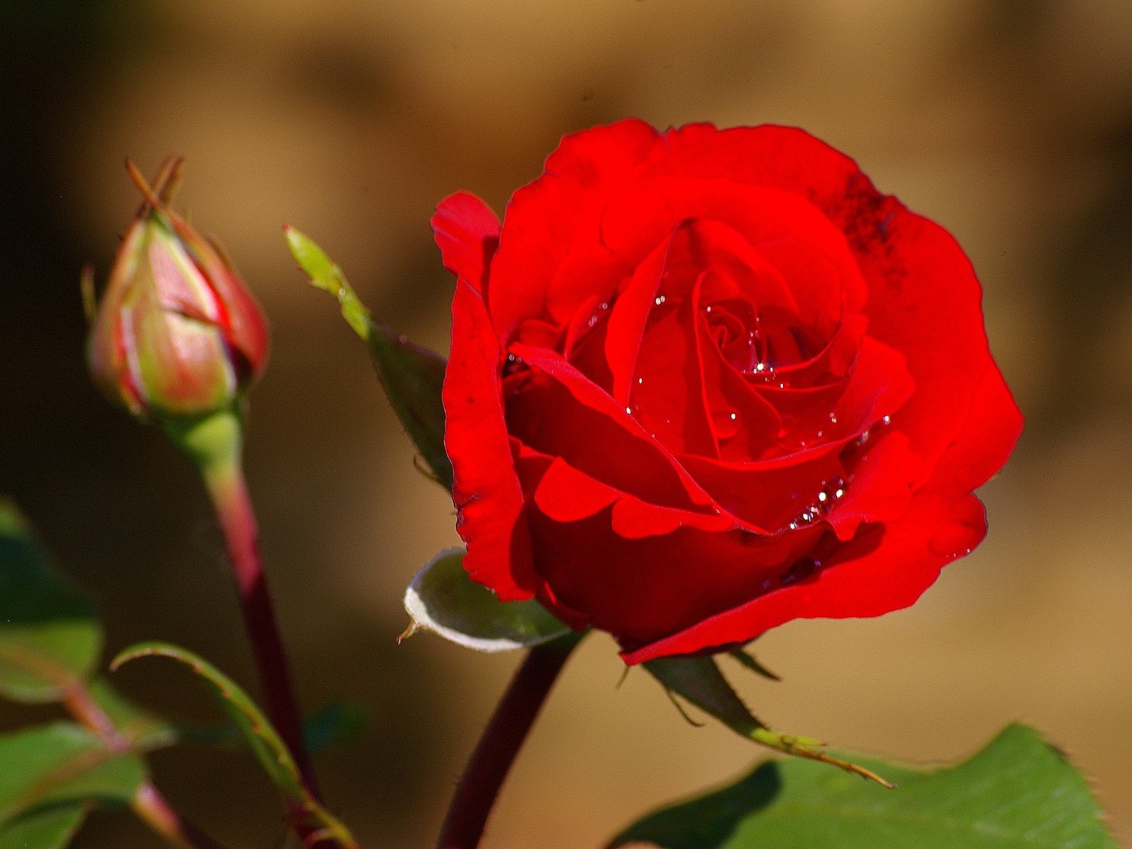 Обои цветы, макро, капли, роза, красная, бутон, flowers, macro, drops, rose, red, bud разрешение 2048x1362 Загрузить