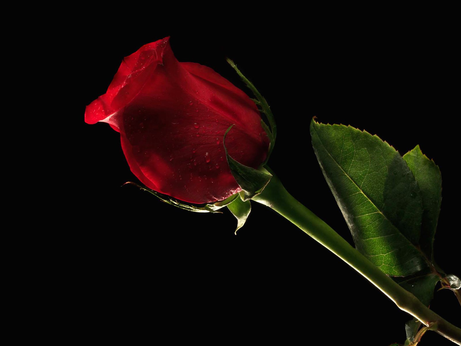 Обои цветок, роза, лепестки, красная, лист, бутон, стебель, черное фон, flower, rose, petals, red, sheet, bud, stem, black background разрешение 2048x1386 Загрузить