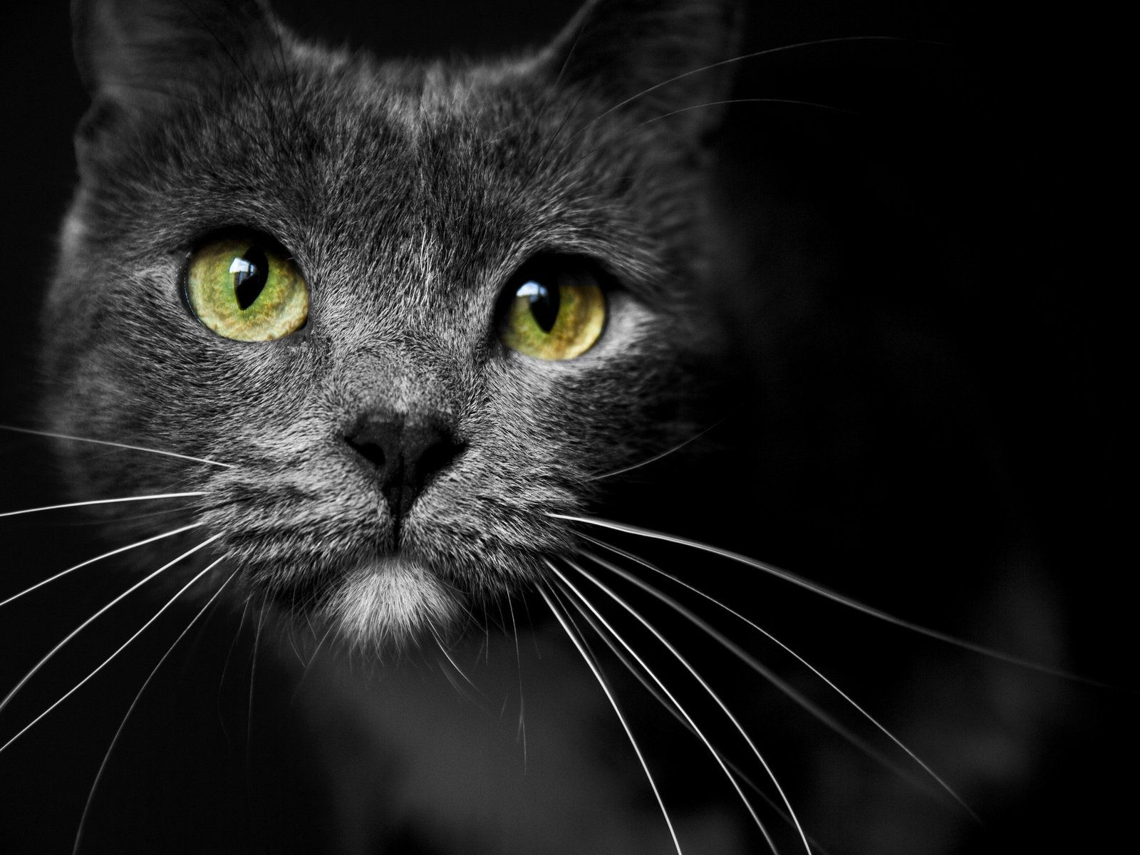черно-белый кот мордочка усы скачать