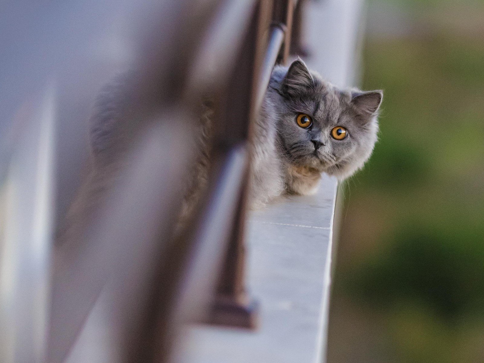 Обои кот, кошка, взгляд, балкон, голова, британская, длинношерстная, cat, look, balcony, head, british, longhair разрешение 1920x1200 Загрузить