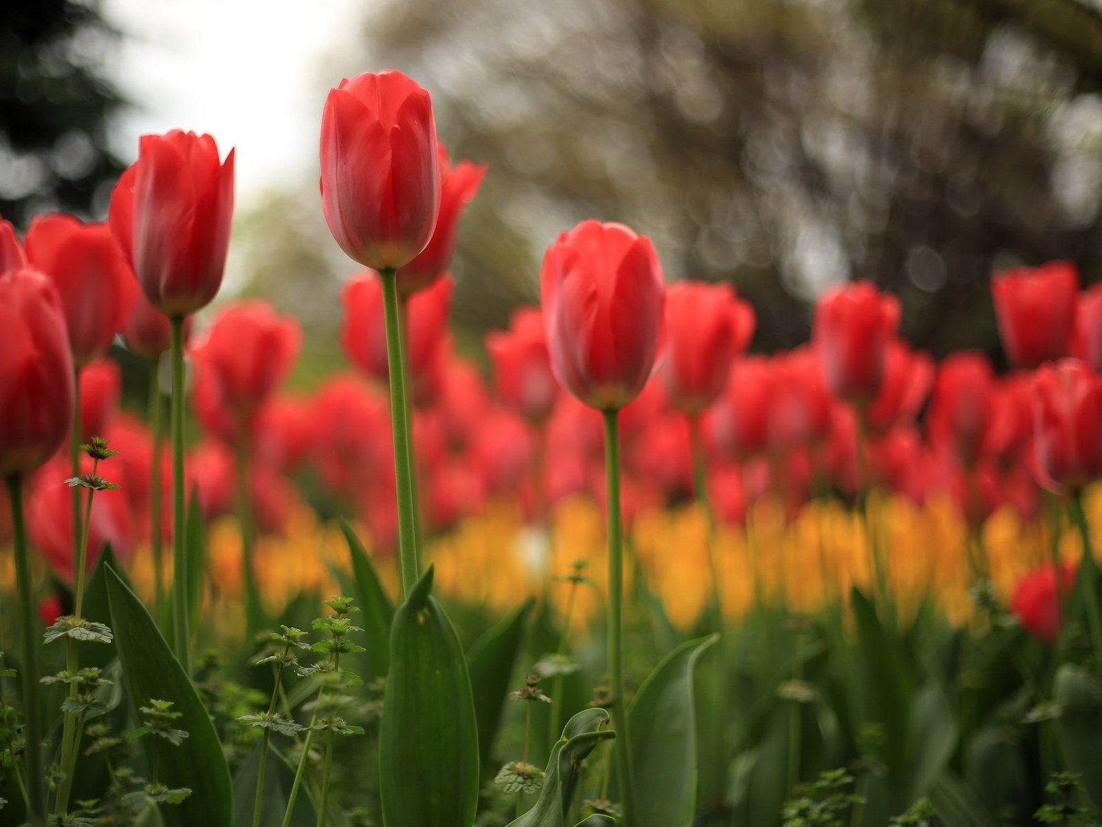Обои цветы, природа, тюльпаны, flowers, nature, tulips разрешение 2560x1600 Загрузить