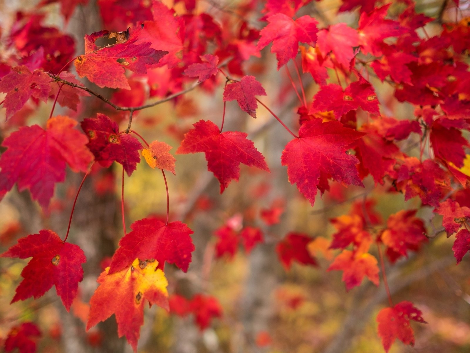 Обои природа, листья, осень, осен, nature, leaves, autumn разрешение 2595x1730 Загрузить