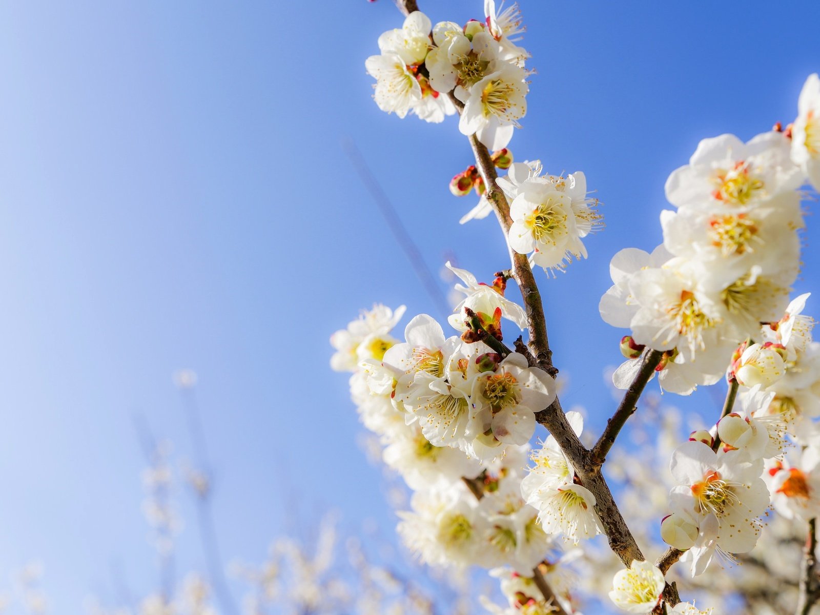 Обои небо, цветы, ветки, сад, весна, the sky, flowers, branches, garden, spring разрешение 2048x1416 Загрузить