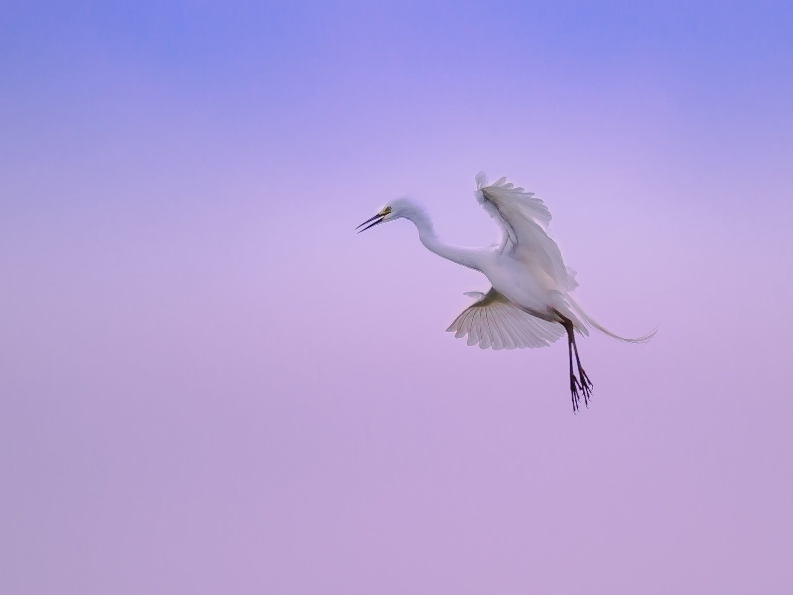 Обои небо, природа, полет, лапы, крылья, цапля, the sky, nature, flight, paws, wings, heron разрешение 2300x1527 Загрузить