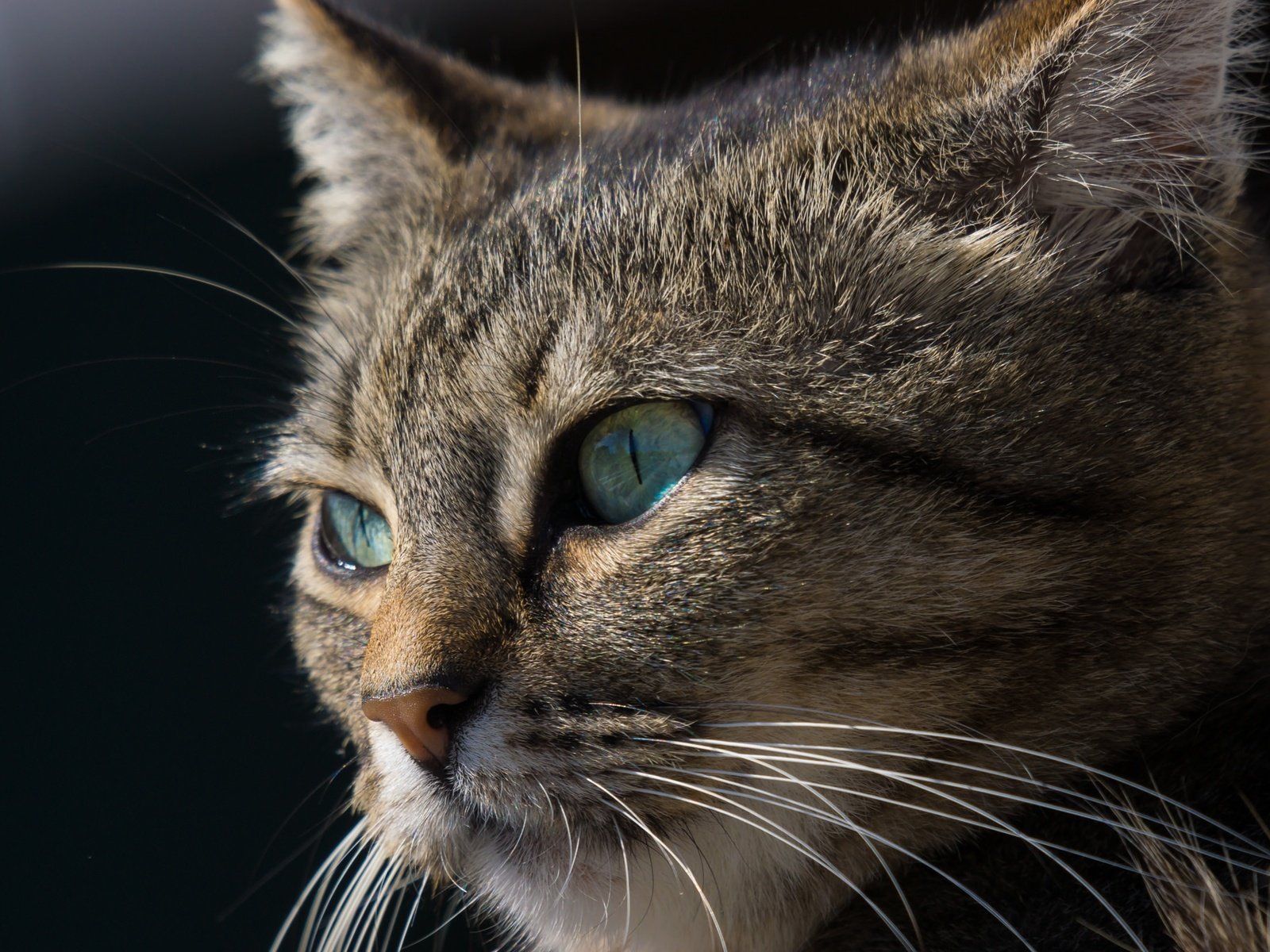 Обои глаза, морда, кот, усы, кошка, взгляд, черный фон, eyes, face, cat, mustache, look, black background разрешение 2048x1365 Загрузить