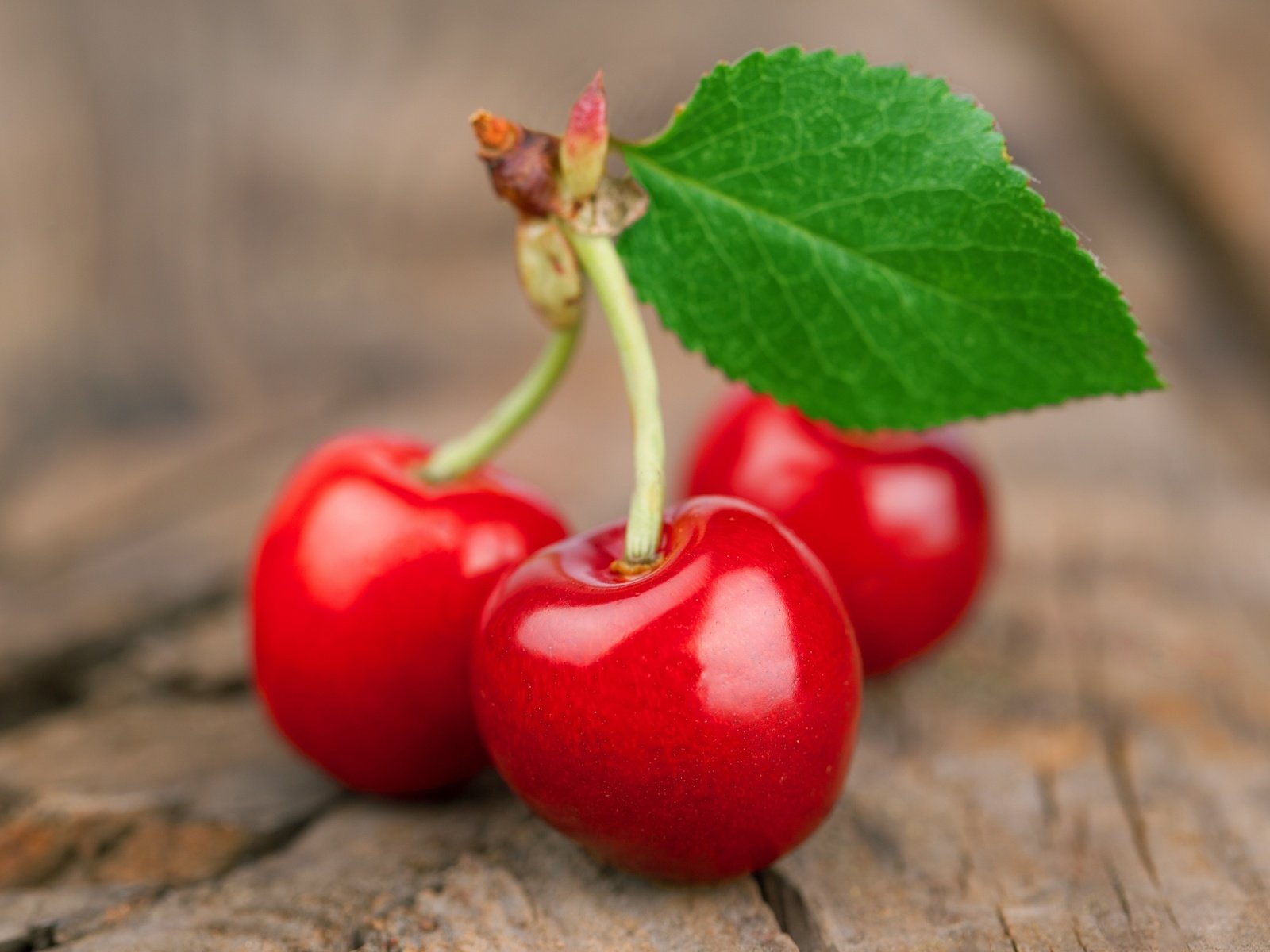 Обои черешня, веточка, ягоды, вишня, листик, cherry, sprig, berries, leaf разрешение 3500x2280 Загрузить