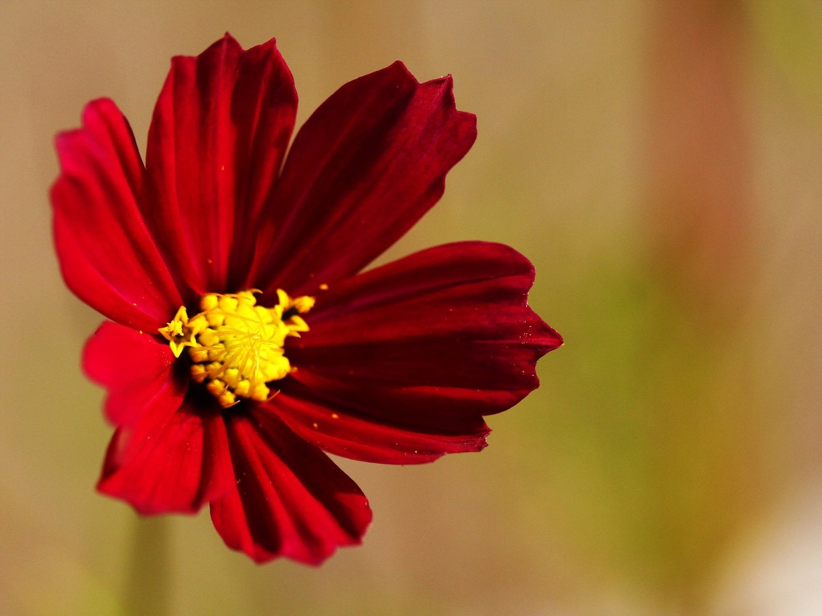 Обои макро, фон, цветок, лепестки, красный, космея, цветком, macro, background, flower, petals, red, kosmeya разрешение 2021x1225 Загрузить