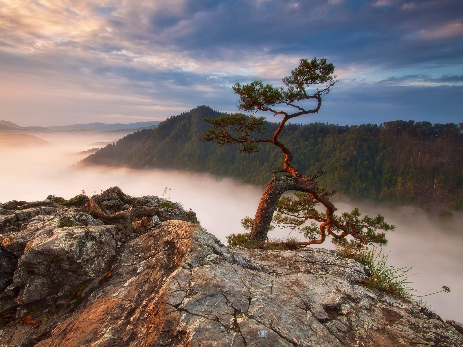 Обои горы, скалы, лес, туман, польша, сосна, sokolica, mountains, rocks, forest, fog, poland, pine разрешение 2048x1420 Загрузить