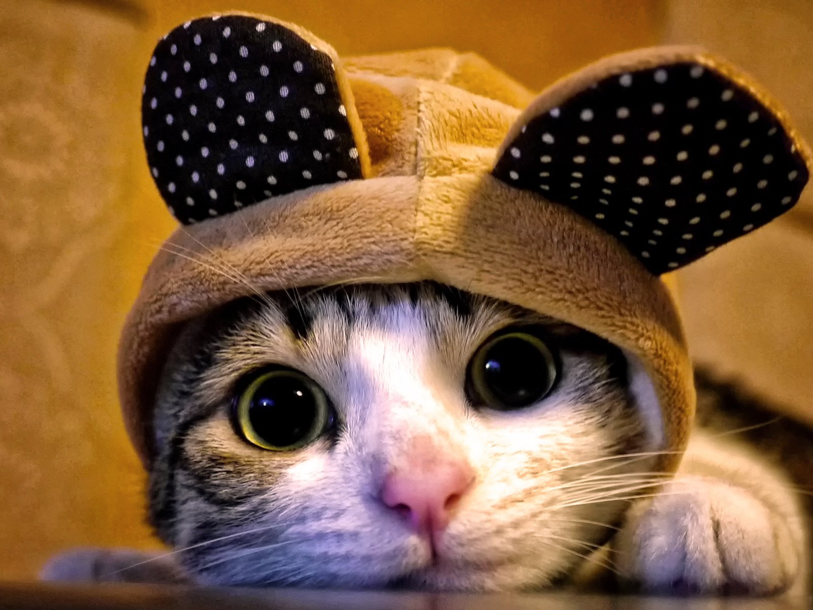 фото милого котика в шапочке
