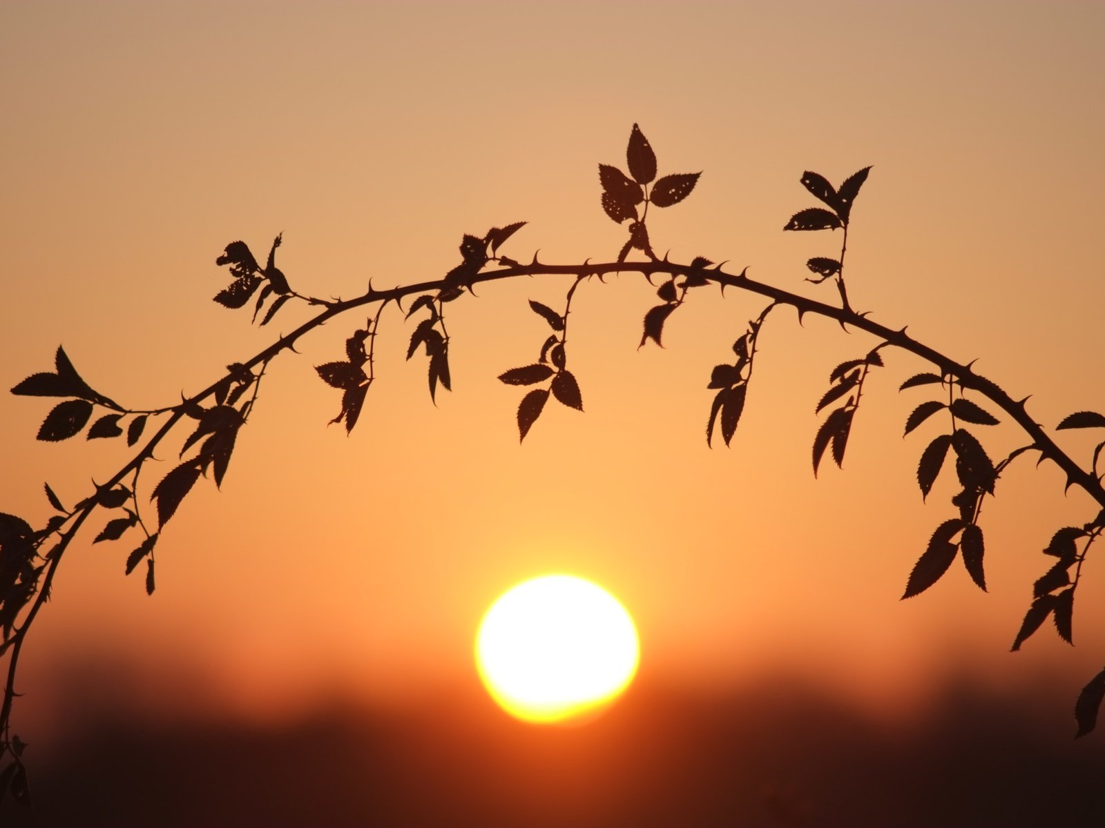 Обои ветка, солнце, листья, закат, стебель, боке, branch, the sun, leaves, sunset, stem, bokeh разрешение 4896x3264 Загрузить