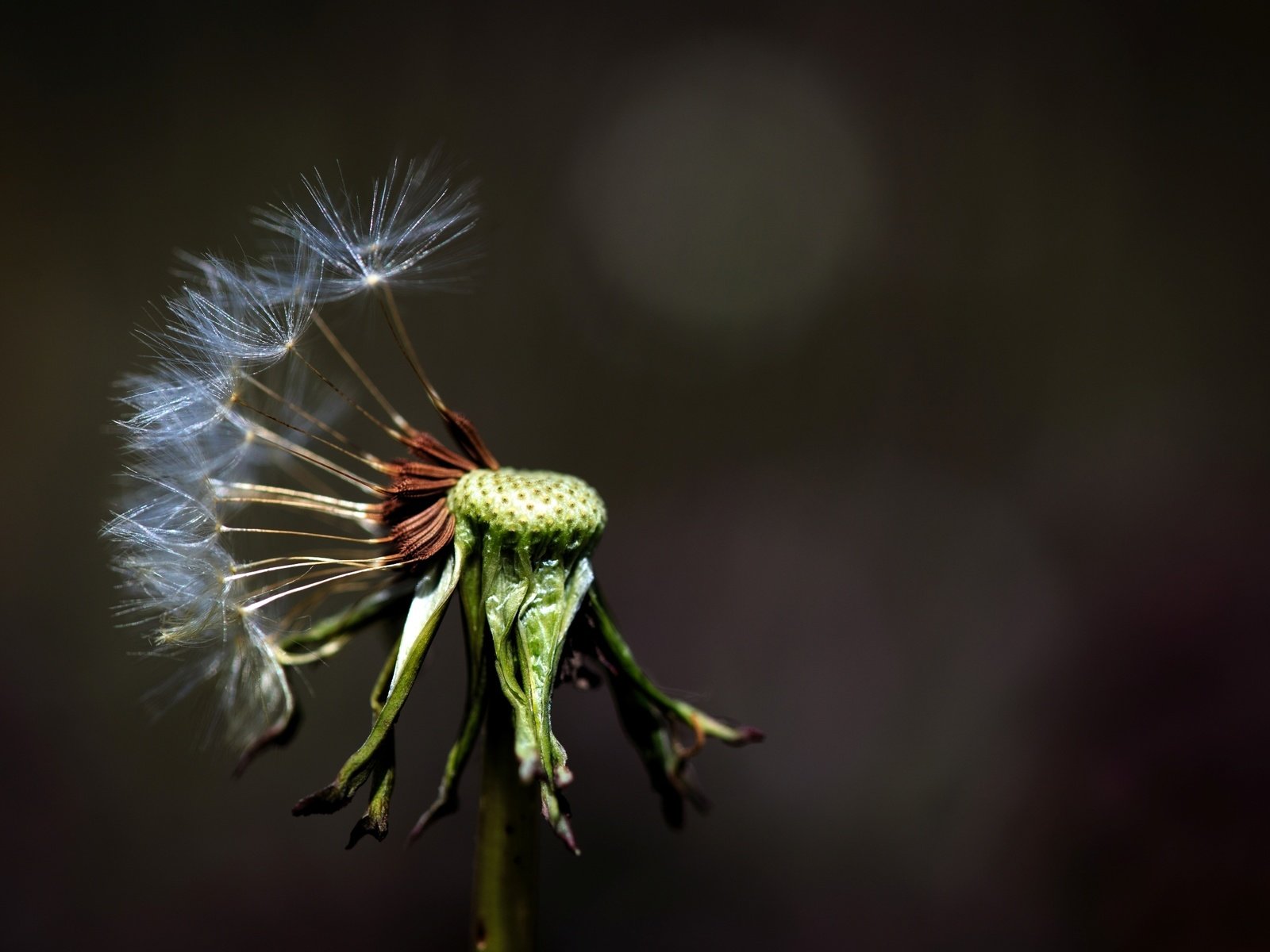 Обои макро, фон, цветок, одуванчик, цветком, macro, background, flower, dandelion разрешение 2572x1715 Загрузить