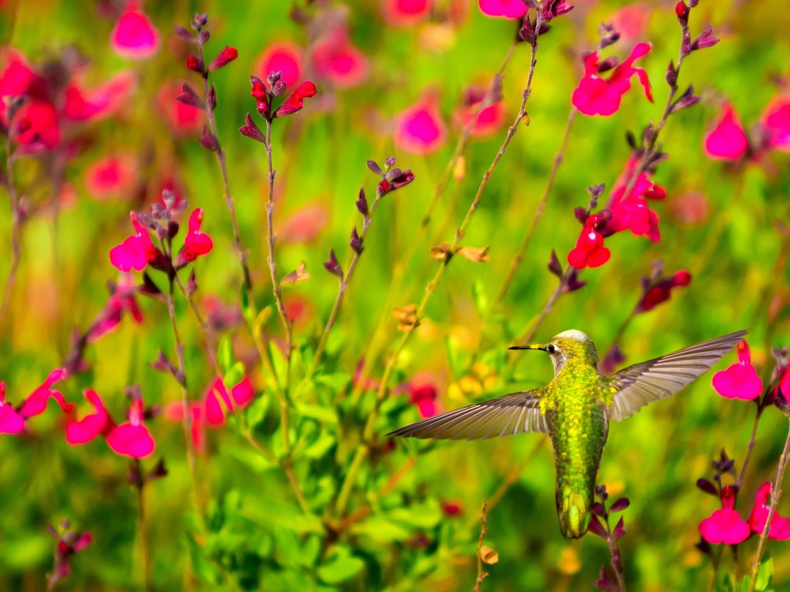 Обои цветы, крылья, птица, клюв, растение, колибри, flowers, wings, bird, beak, plant, hummingbird разрешение 2048x1365 Загрузить
