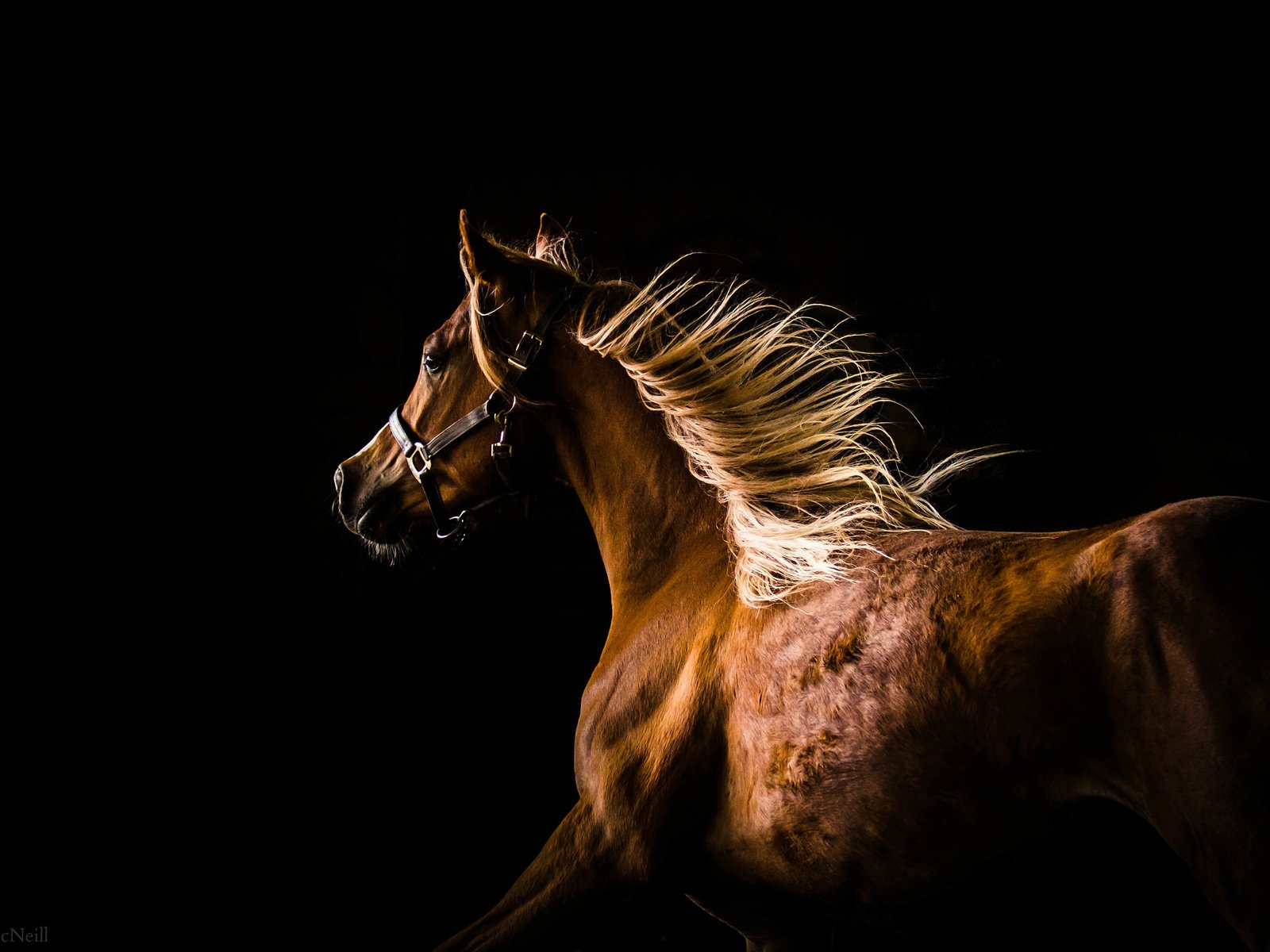 Обои лошадь, профиль, темный фон, конь, грива, бег, horse, profile, the dark background, mane, running разрешение 2048x1420 Загрузить
