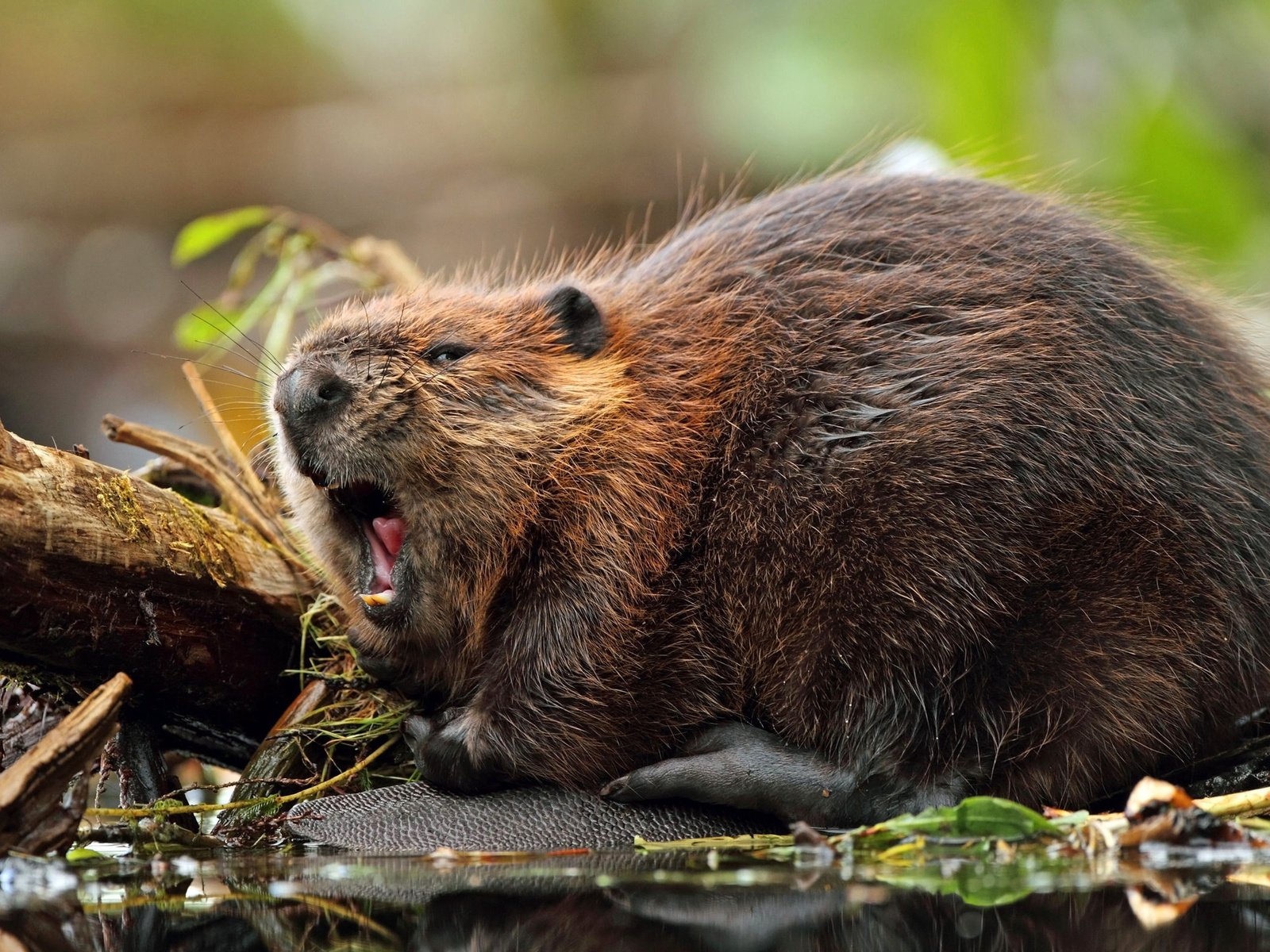 Обои грызун, североамериканский, бобр, rodent, north american, beaver разрешение 2560x1600 Загрузить