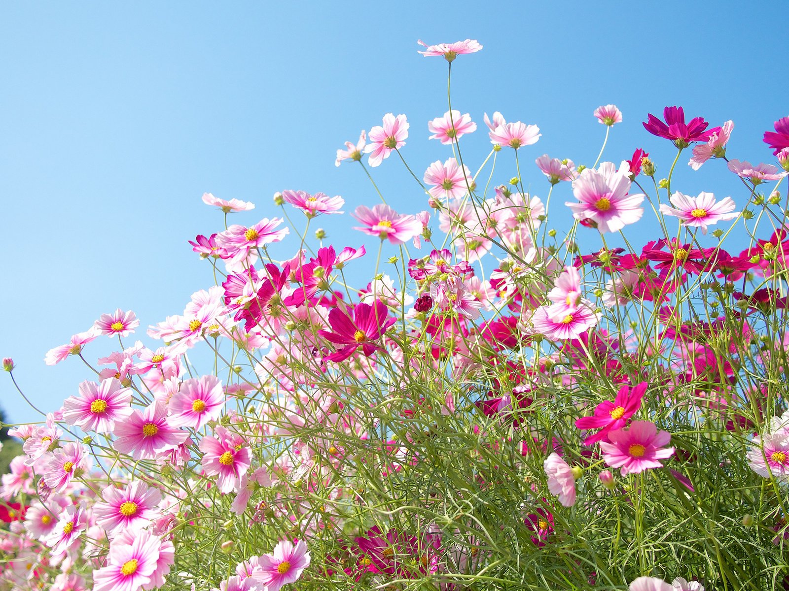 Обои небо, цветы, природа, поле, лепестки, луг, космея, the sky, flowers, nature, field, petals, meadow, kosmeya разрешение 2048x1365 Загрузить