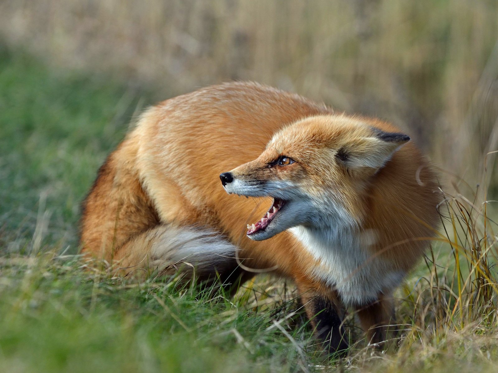 Обои трава, лиса, луг, лисица, grass, fox, meadow разрешение 2048x1249 Загрузить