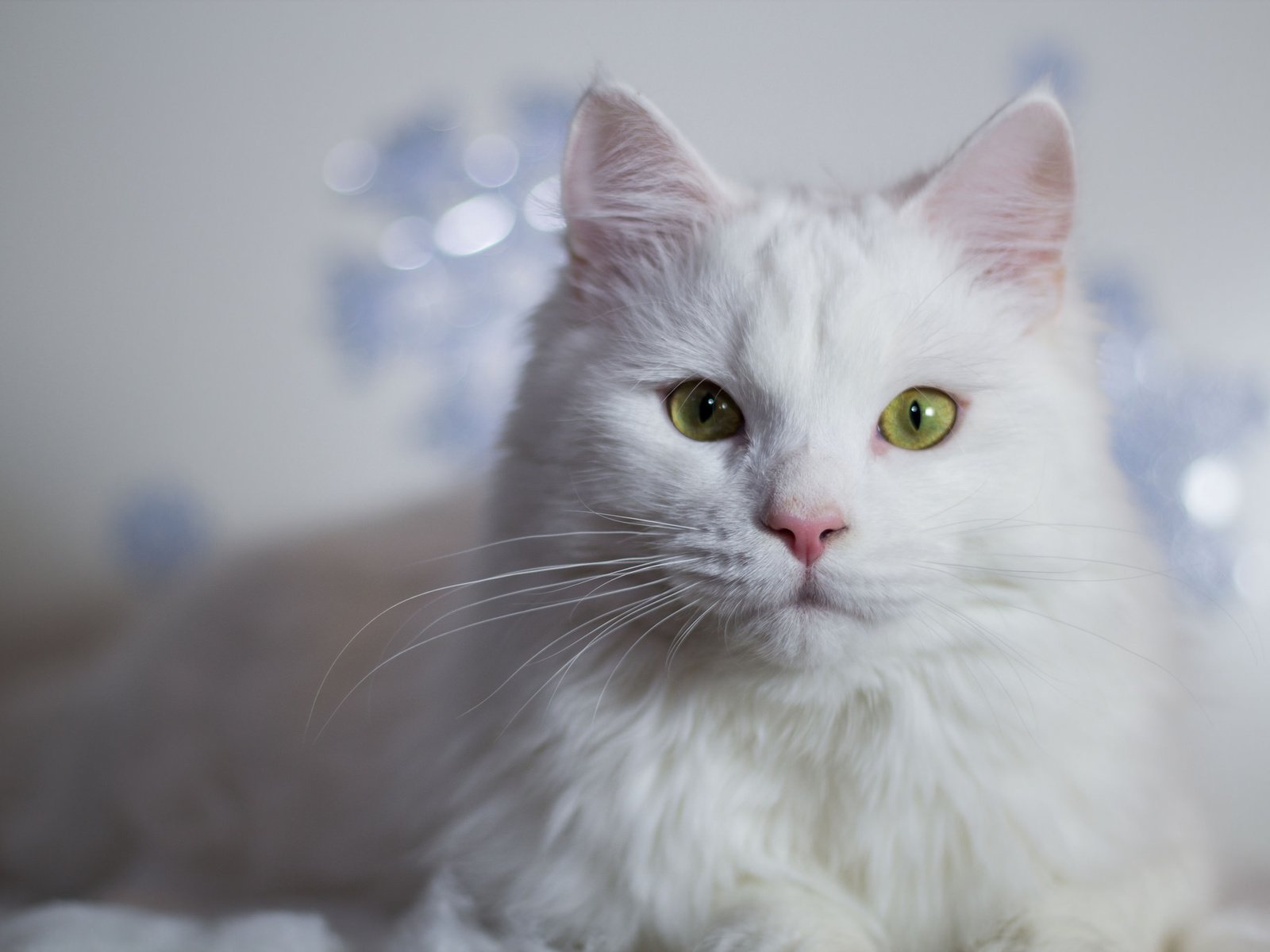 Обои глаза, усы, кошка, белая, eyes, mustache, cat, white разрешение 2048x1365 Загрузить