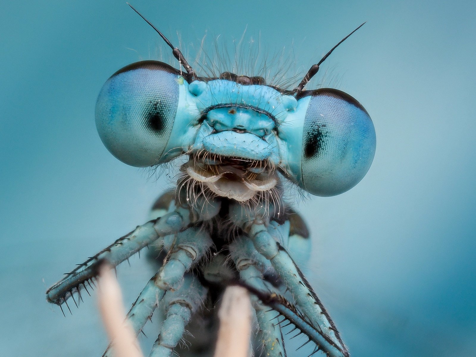 Обои глаза, макро, насекомое, стрекоза, blue planet, eddie the bugman, eyes, macro, insect, dragonfly разрешение 2048x1280 Загрузить