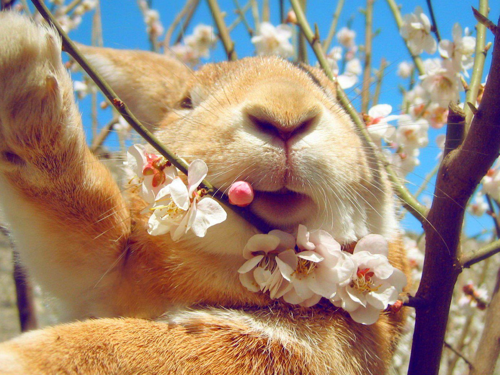 Обои небо, цветение, весна, кролик, the sky, flowering, spring, rabbit разрешение 1920x1200 Загрузить