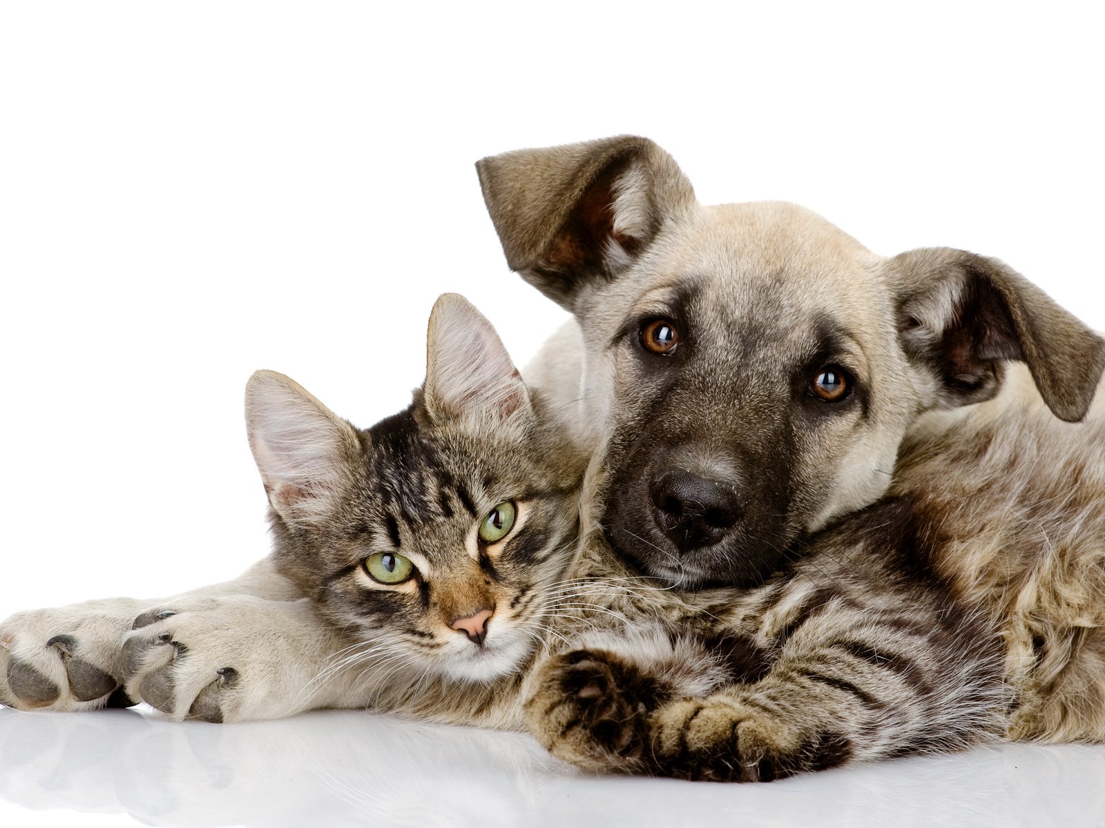 Обои кот, собака, отдых, друзья, cat, dog, stay, friends разрешение 5095x3501 Загрузить