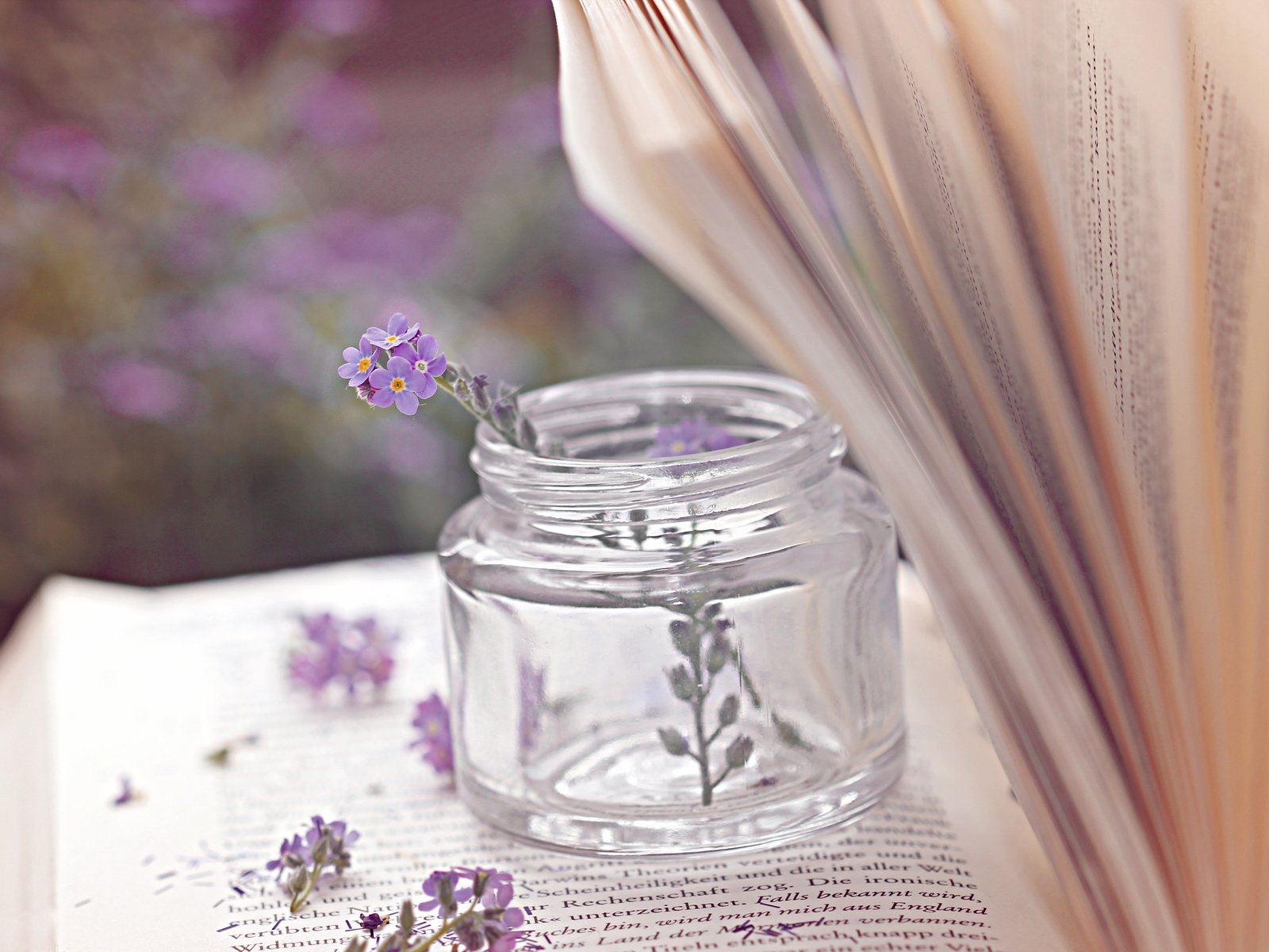 Обои цветы, книга, банка, страницы, баночка, пузырёк, flowers, book, bank, page, jar, bubble разрешение 5184x3456 Загрузить