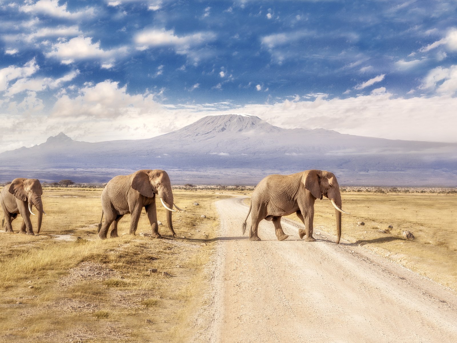 Обои дорога, горы, пейзаж, слоны, road, mountains, landscape, elephants разрешение 3840x2160 Загрузить