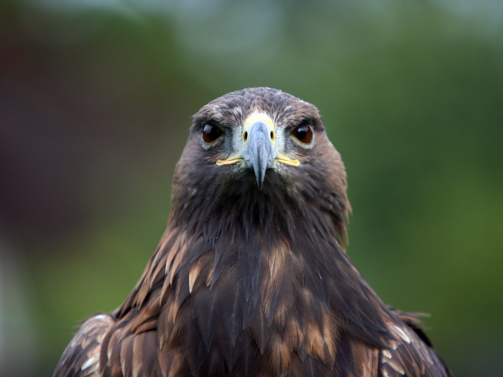 Обои орел, птица, клюв, перья, хищная, eagle, bird, beak, feathers, predatory разрешение 3456x2304 Загрузить