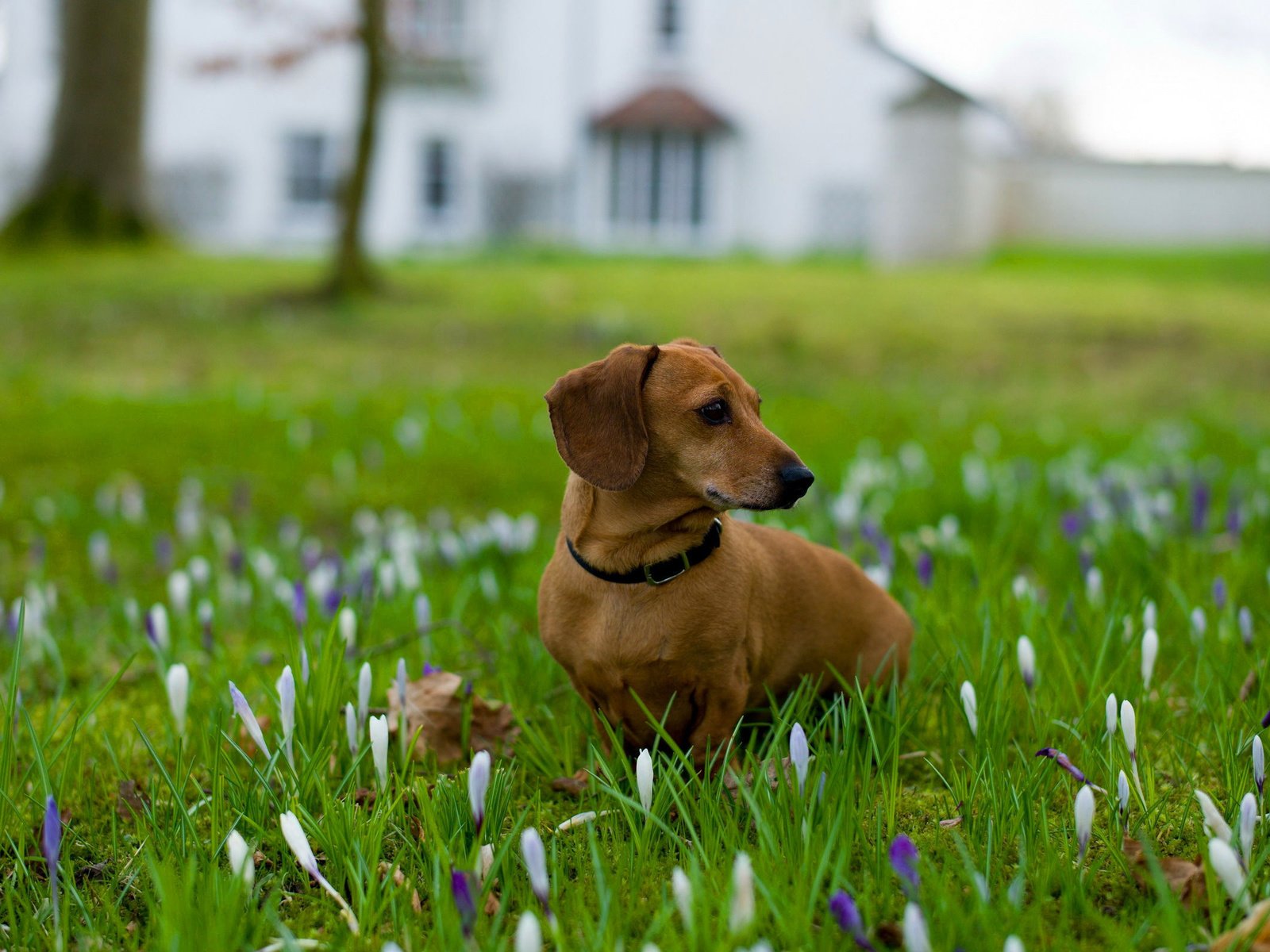 Обои цветы, трава, собака, ошейник, такса, flowers, grass, dog, collar, dachshund разрешение 2560x1600 Загрузить