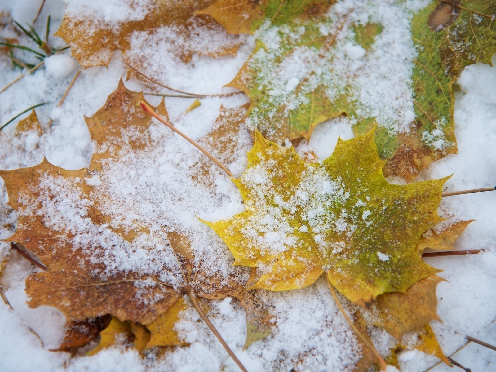 Обои снег, листья, макро, snow, leaves, macro разрешение 2048x1368 Загрузить