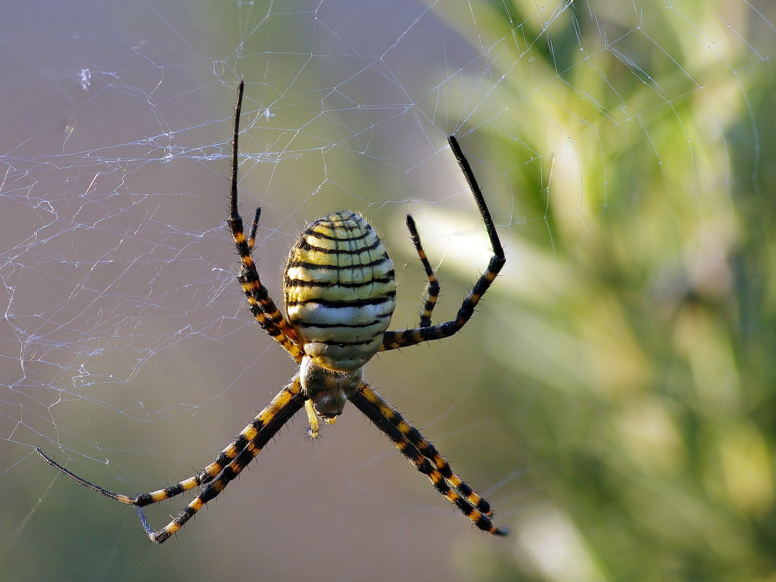 Обои макро, насекомое, паук, паутина, ziva & amir, wasp spider, macro, insect, spider, web разрешение 2880x2178 Загрузить