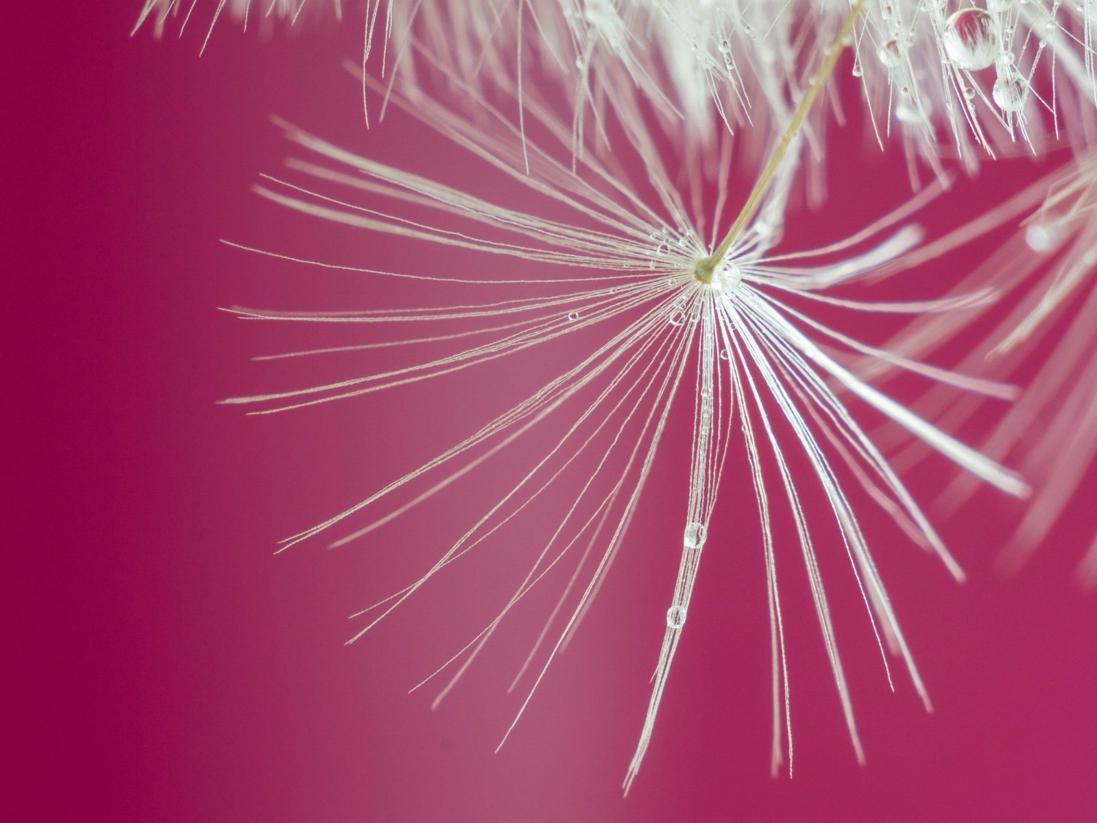 Обои макро, цветок, капли, одуванчик, macro, flower, drops, dandelion разрешение 2560x1600 Загрузить