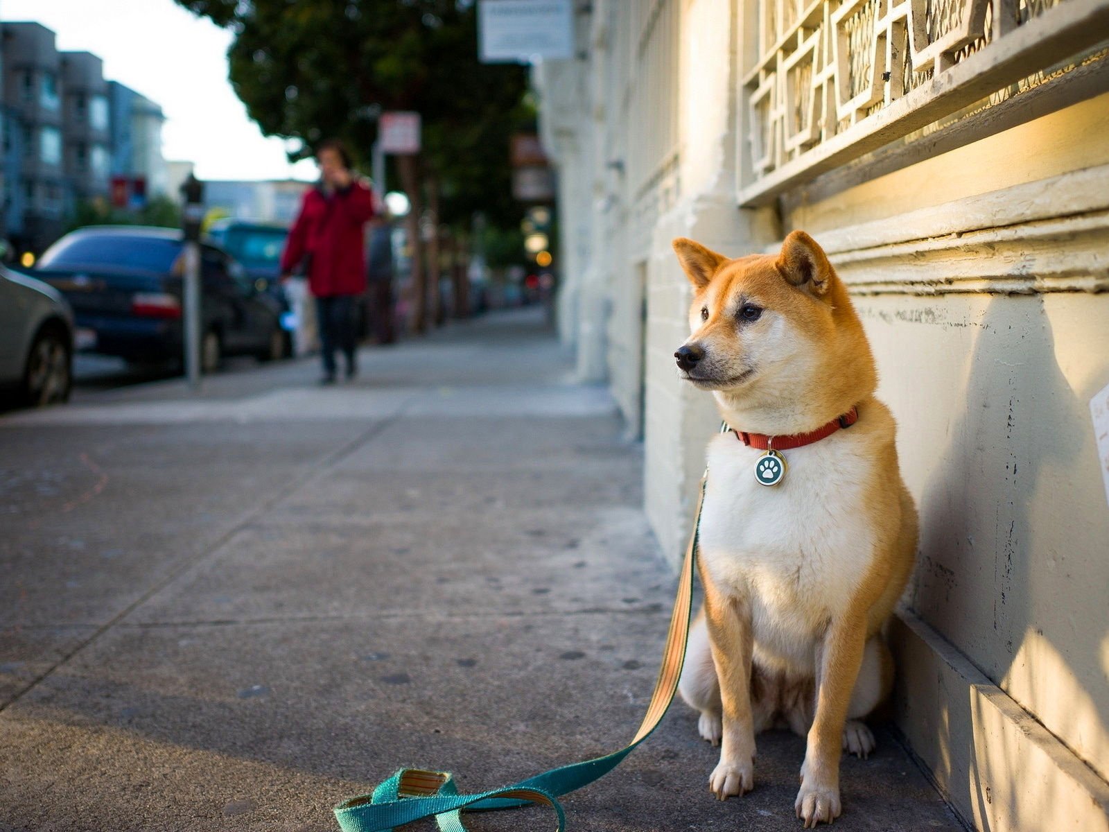 Обои мордочка, взгляд, собака, улица, ошейник, поводок, сиба-ину, muzzle, look, dog, street, collar, leash, shiba inu разрешение 1920x1200 Загрузить