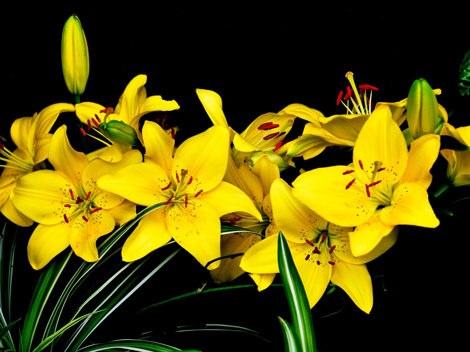 Обои цветы, природа, лепестки, черный фон, букет, лилии, желтые, flowers, nature, petals, black background, bouquet, lily, yellow разрешение 2880x1840 Загрузить