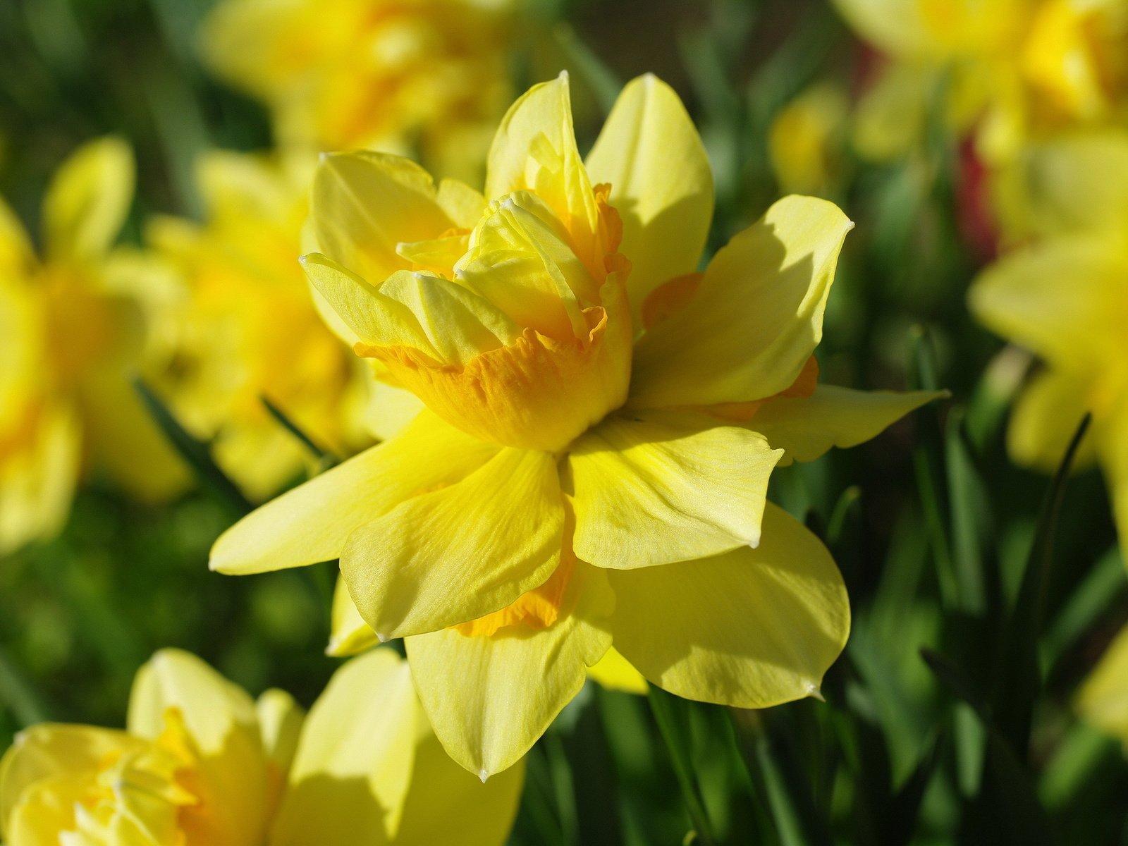 Обои цветы, желтый, макро, лепестки, нарциссы, нарцисс, flowers, yellow, macro, petals, daffodils, narcissus разрешение 2232x1484 Загрузить