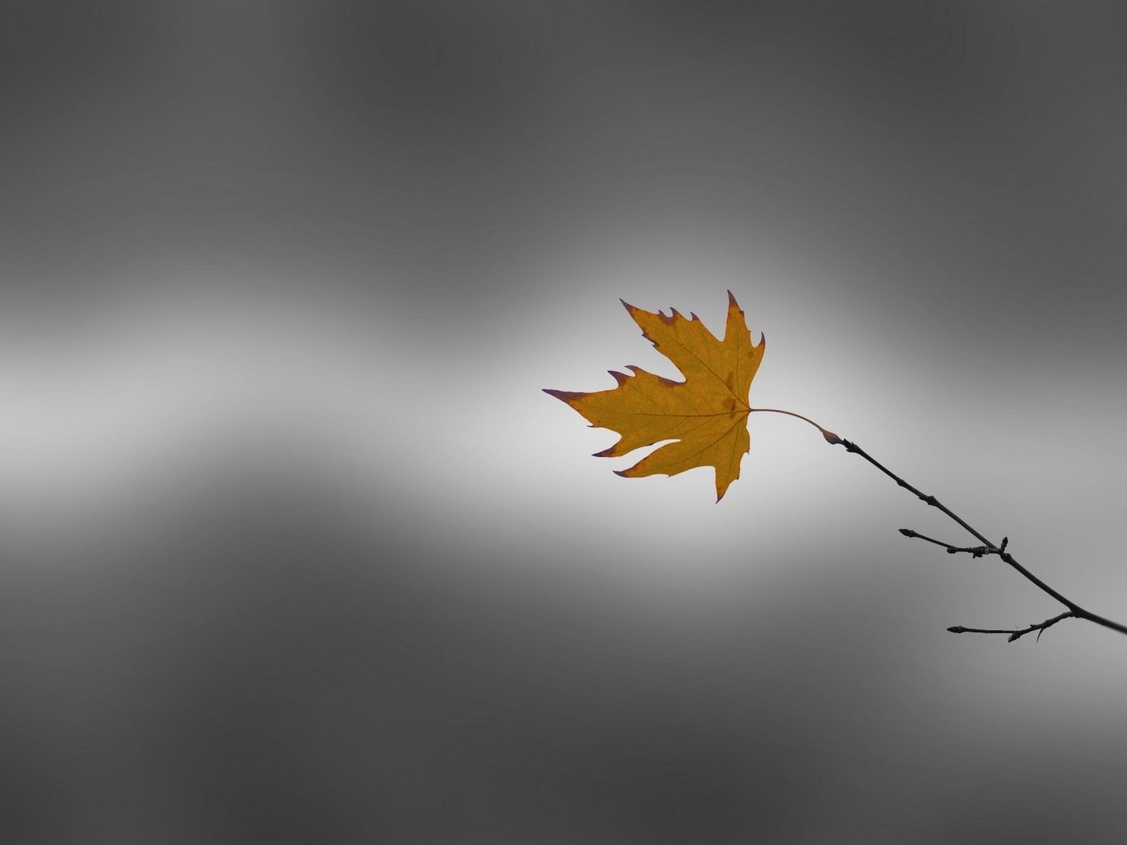 Обои ветка, природа, фон, осень, лист, клен, branch, nature, background, autumn, sheet, maple разрешение 1920x1213 Загрузить