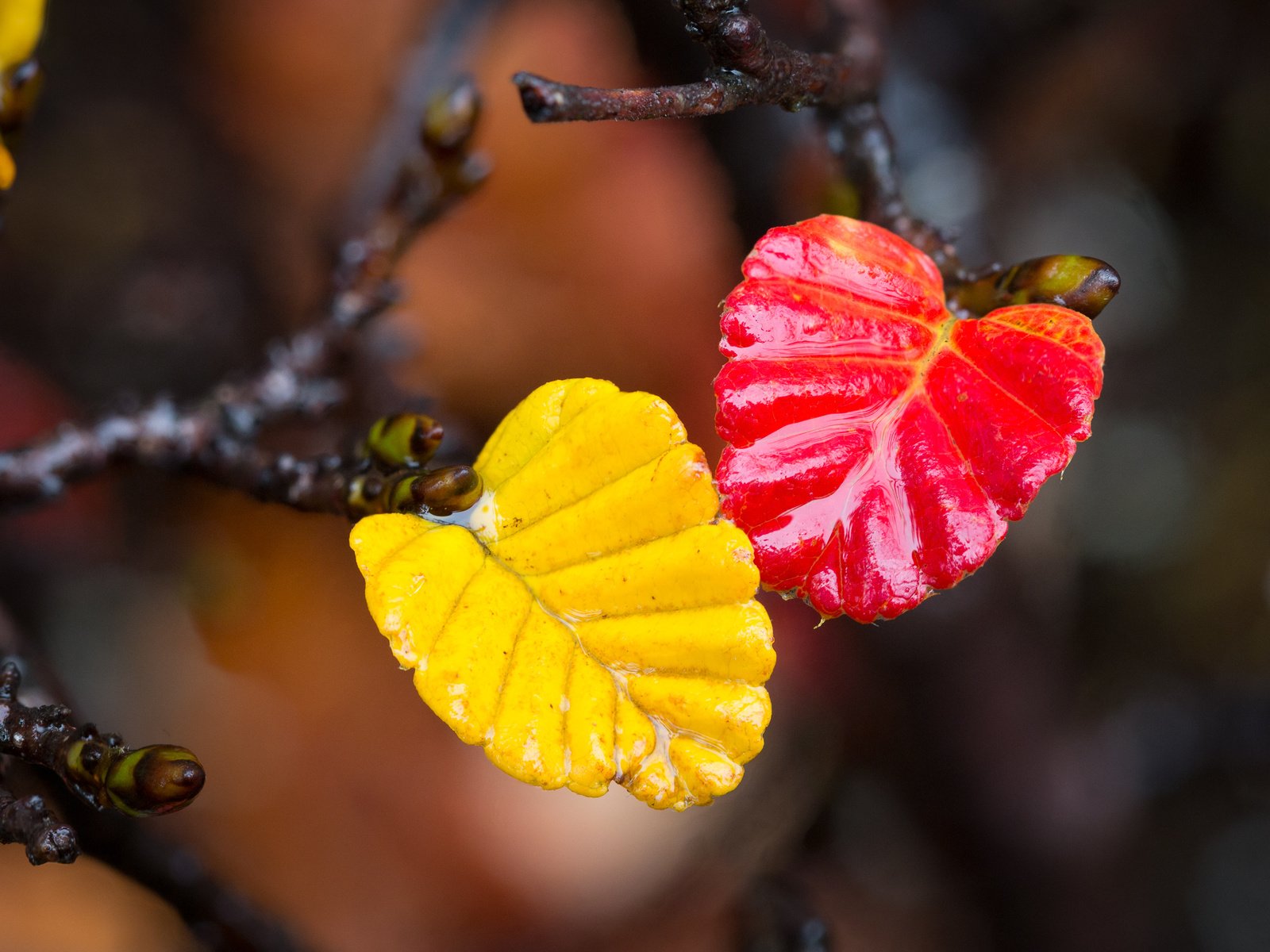 Обои ветка, листья, макро, осень, branch, leaves, macro, autumn разрешение 2048x1365 Загрузить