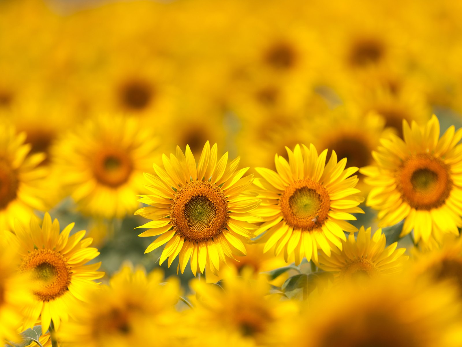 Обои цветы, поле, лепестки, размытость, подсолнухи, желтые, flowers, field, petals, blur, sunflowers, yellow разрешение 5616x3744 Загрузить