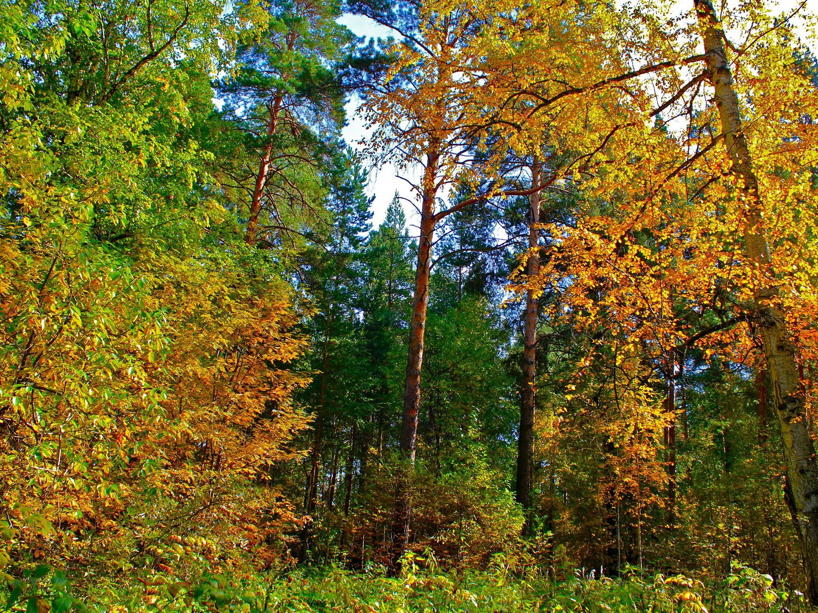 Обои деревья, природа, лес, листья, пейзаж, парк, осень, trees, nature, forest, leaves, landscape, park, autumn разрешение 2560x1600 Загрузить