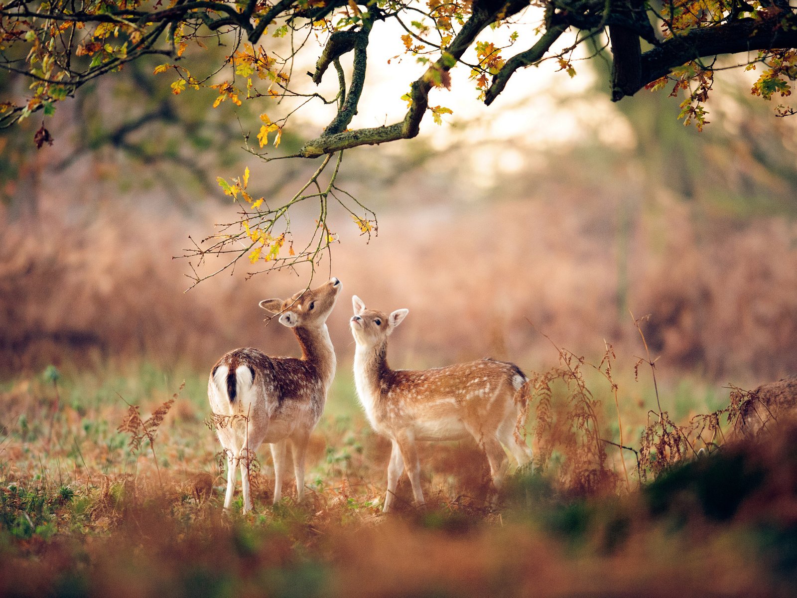 Обои лес, животные, осень, размытость, олени, оленята, forest, animals, autumn, blur, deer, fawns разрешение 2048x1363 Загрузить