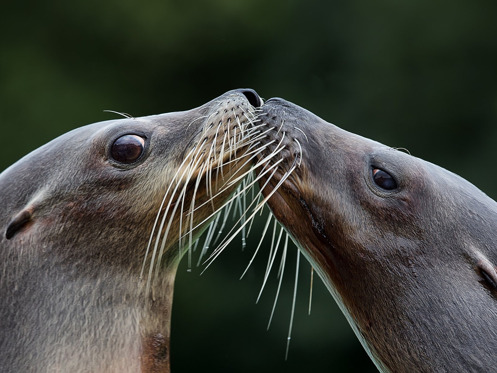 Обои фон, усы, взгляд, поцелуй, тюлень, морской лев, тюлени, background, mustache, look, kiss, seal, sea lion, seals разрешение 2048x1266 Загрузить