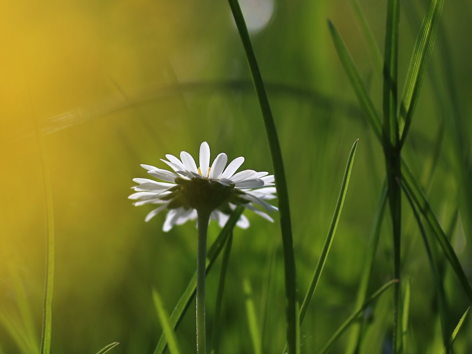 Обои трава, природа, цветок, ромашка, размытость, grass, nature, flower, daisy, blur разрешение 2560x1600 Загрузить