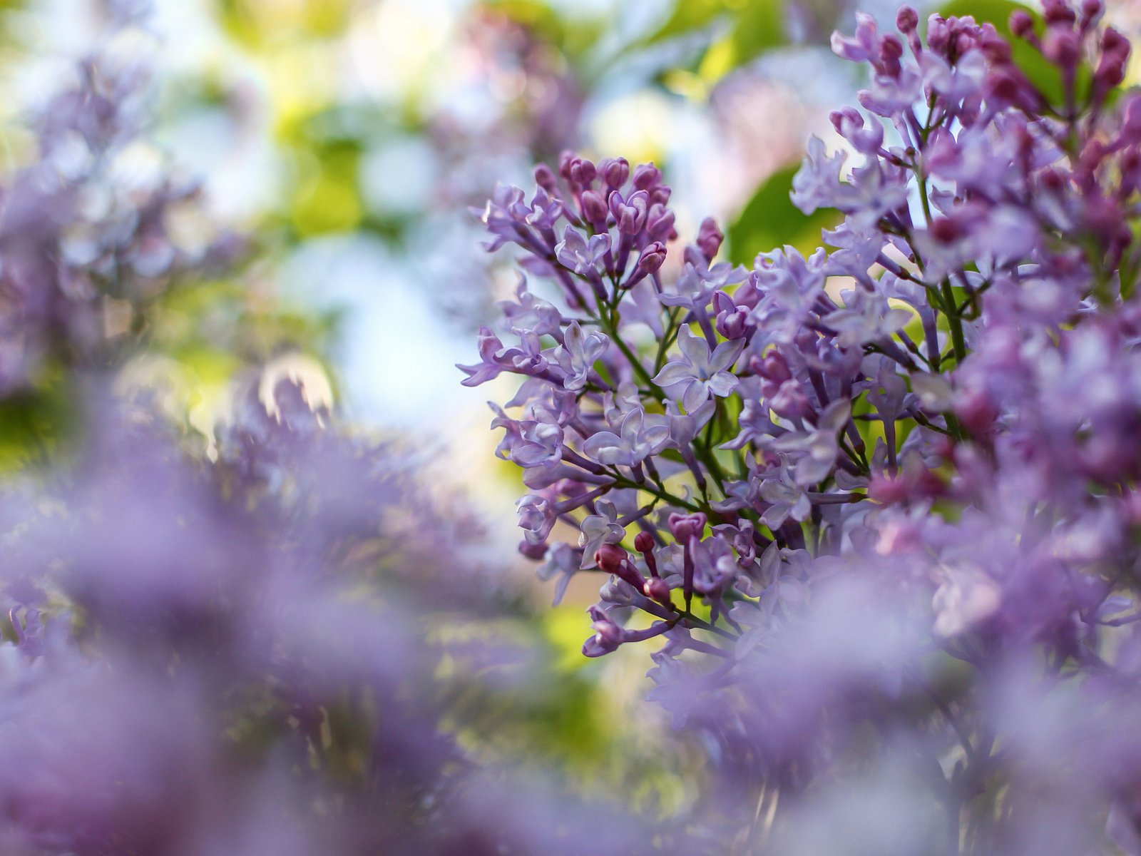 Обои цветы, цветение, ветки, размытость, весна, сирень, flowers, flowering, branches, blur, spring, lilac разрешение 2048x1365 Загрузить