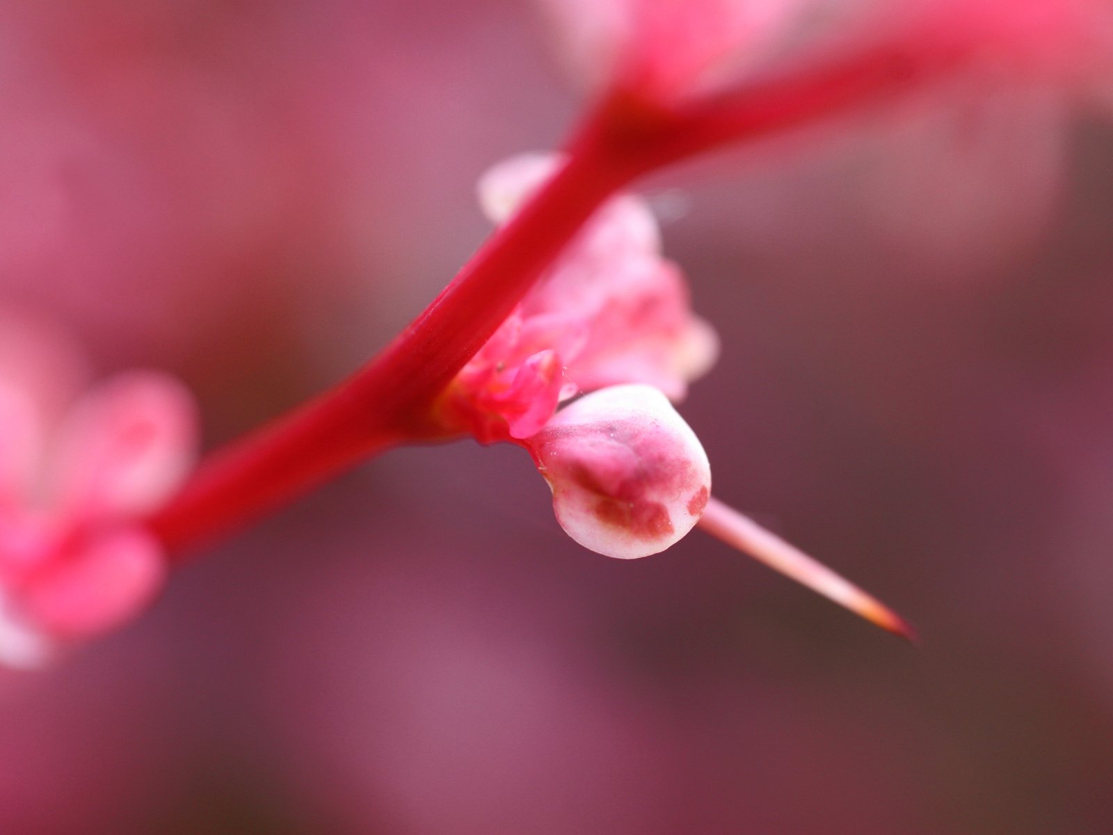 Обои свет, цветок, розовый, растение, light, flower, pink, plant разрешение 3504x2336 Загрузить