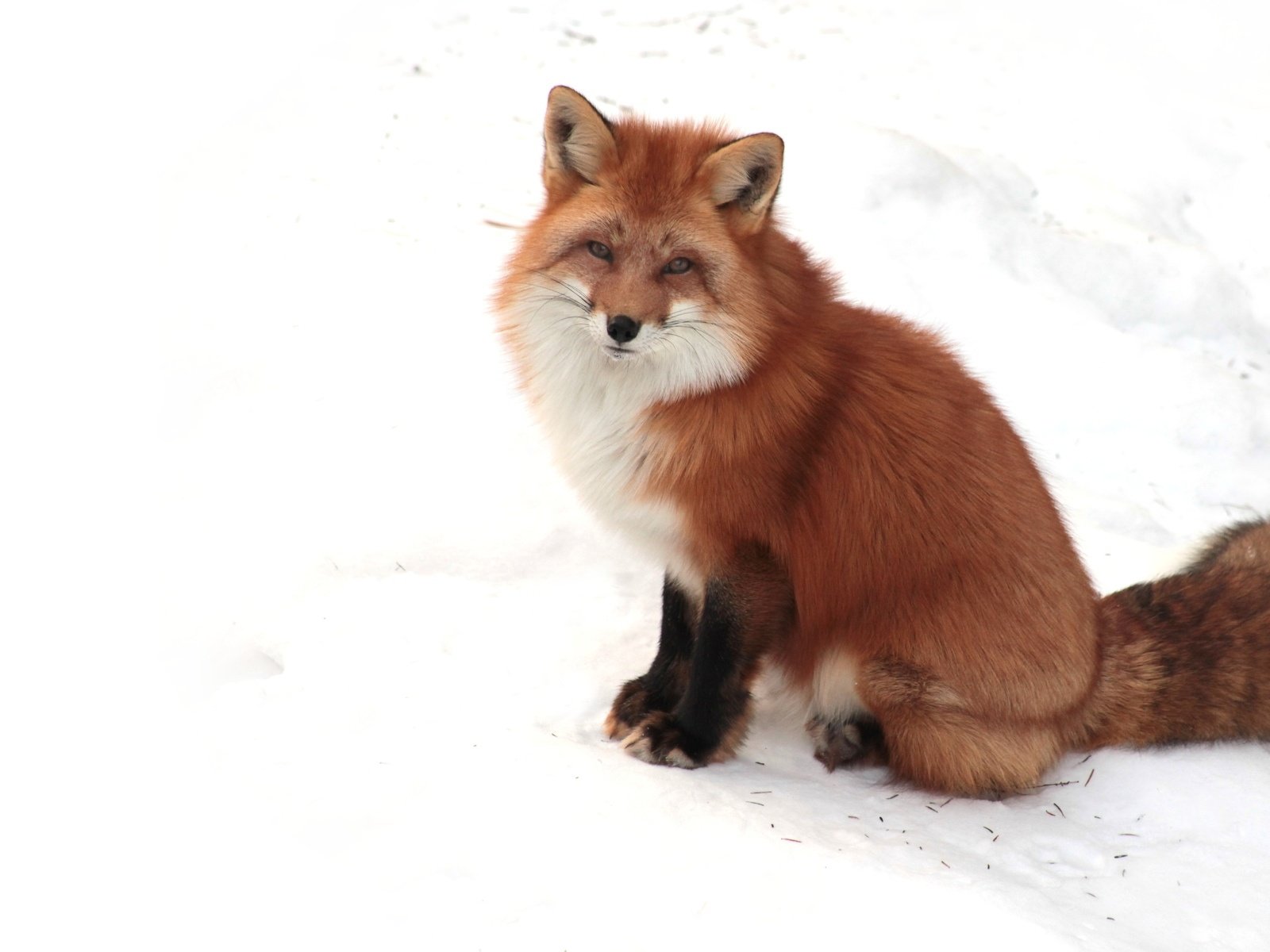 Обои снег, зима, взгляд, рыжая, лиса, лисица, snow, winter, look, red, fox разрешение 1920x1200 Загрузить