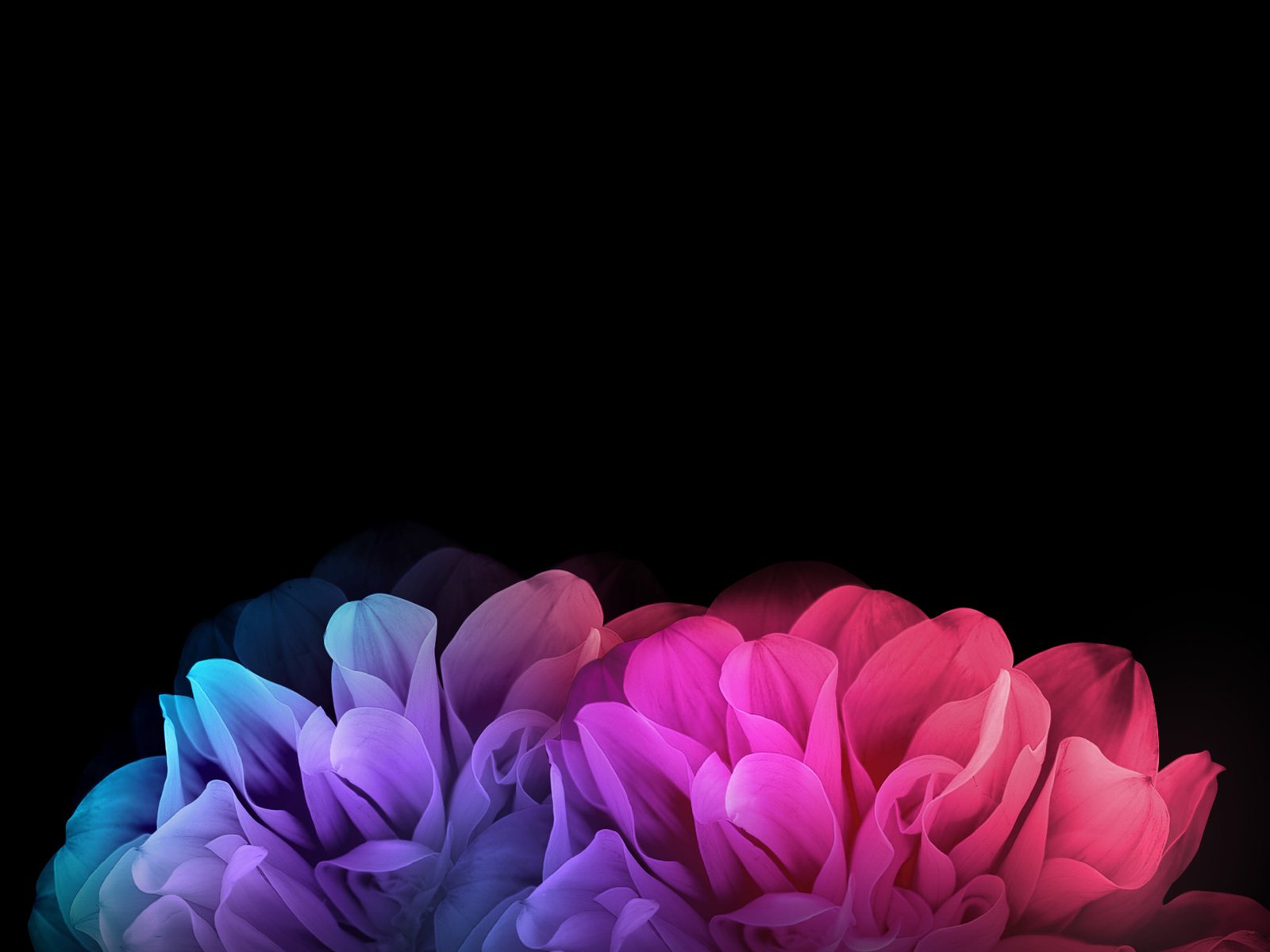 Обои цветы, лепестки, gorizont, lg g flex 2, flowers, petals, lg разрешение 2160x1920 Загрузить