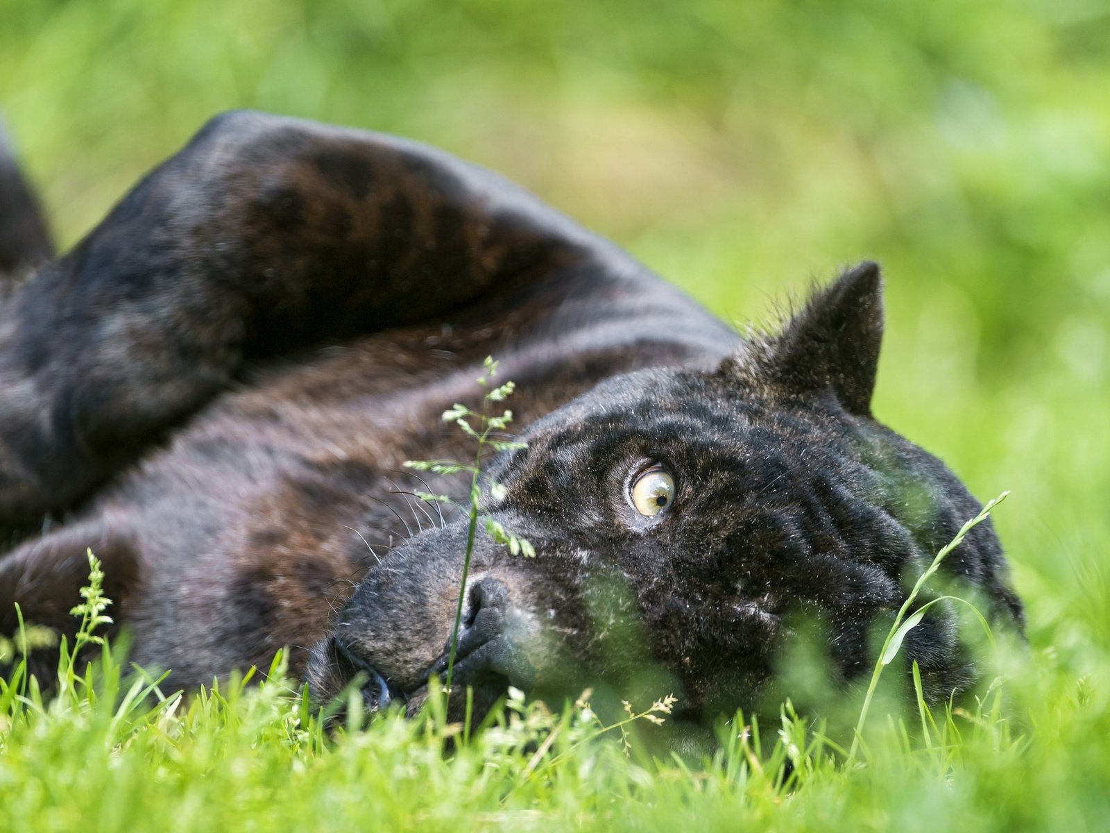 Сон кусают черные собаки. Черная пантера животное. Черный Ягуар фото. Черная пантера животное нападает.