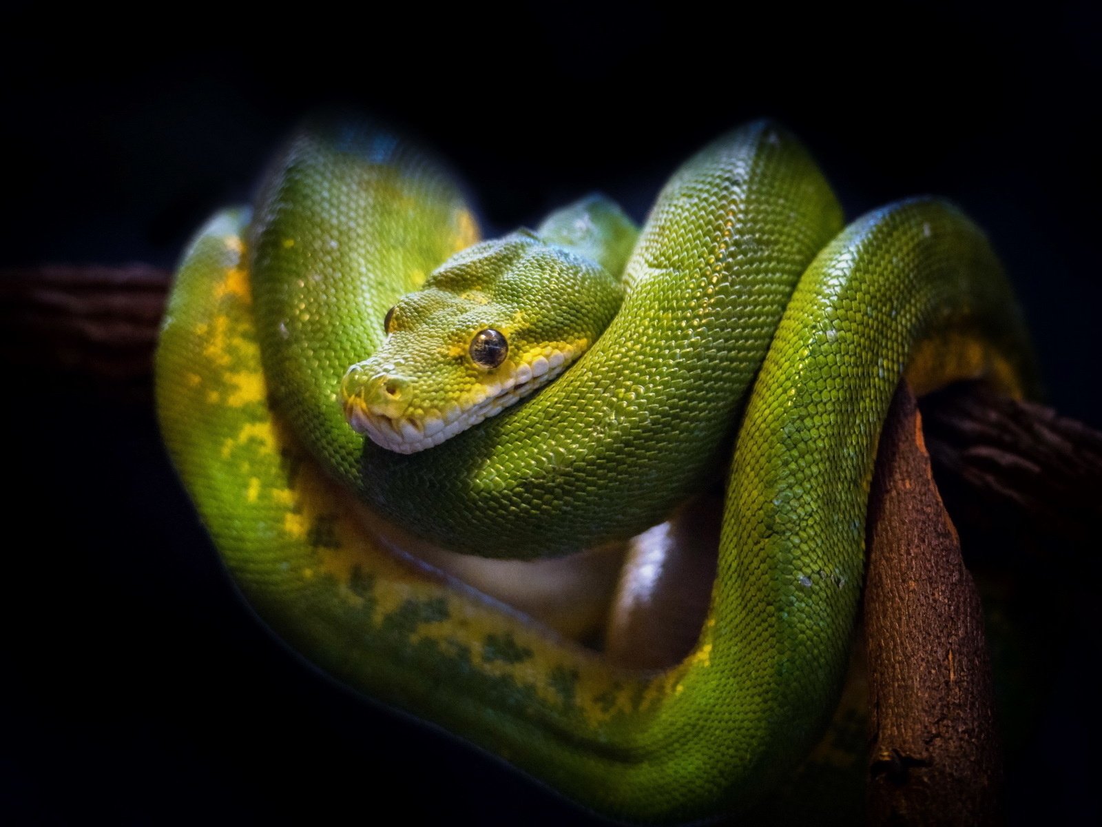 Обои природа, фон, змея, зеленая, древесная, nature, background, snake, green, wood разрешение 1920x1200 Загрузить