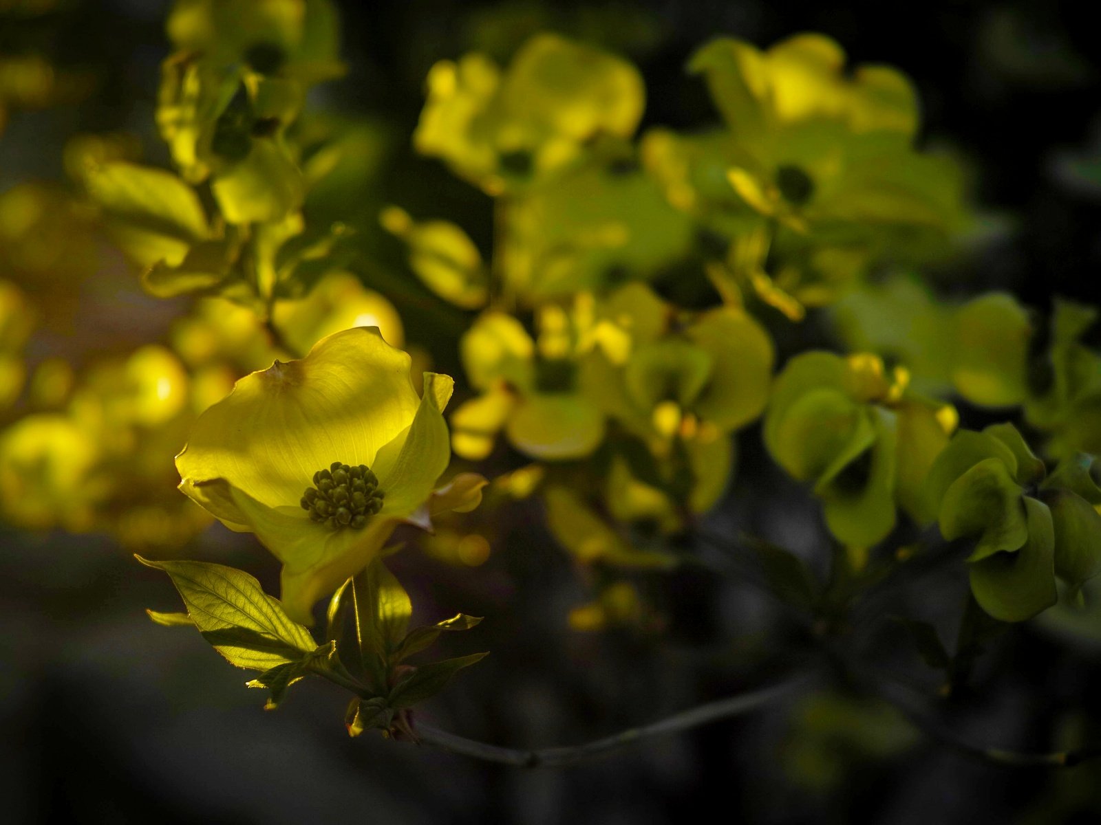 Обои цветы, дерево, цветение, листья, ветки, бутон, зеленые, весна, flowers, tree, flowering, leaves, branches, bud, green, spring разрешение 4200x2896 Загрузить