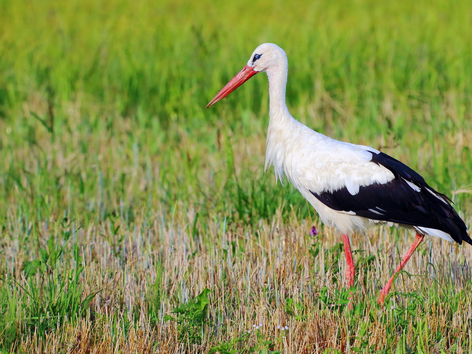 Обои природа, птица, аист, nature, bird, stork разрешение 2560x1707 Загрузить